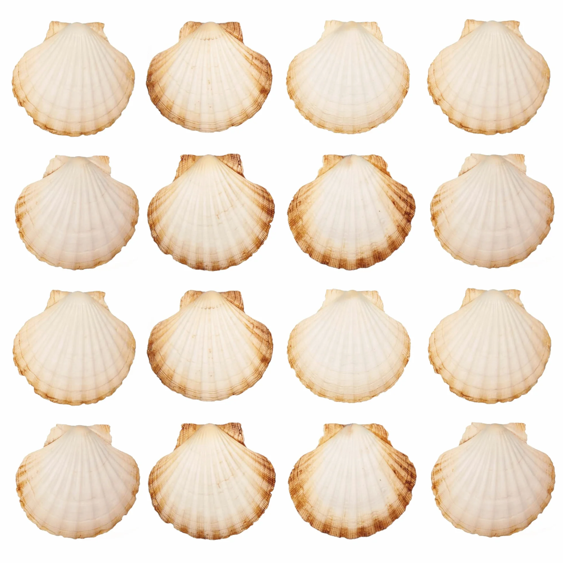 Finoly Muszle Małży Naturalne Duże Zestaw Sztuk do Kuchni i Dekoracji 10x11 cm | Duże Muszle Małży do Rękodzieła DIY (16 sztuki)