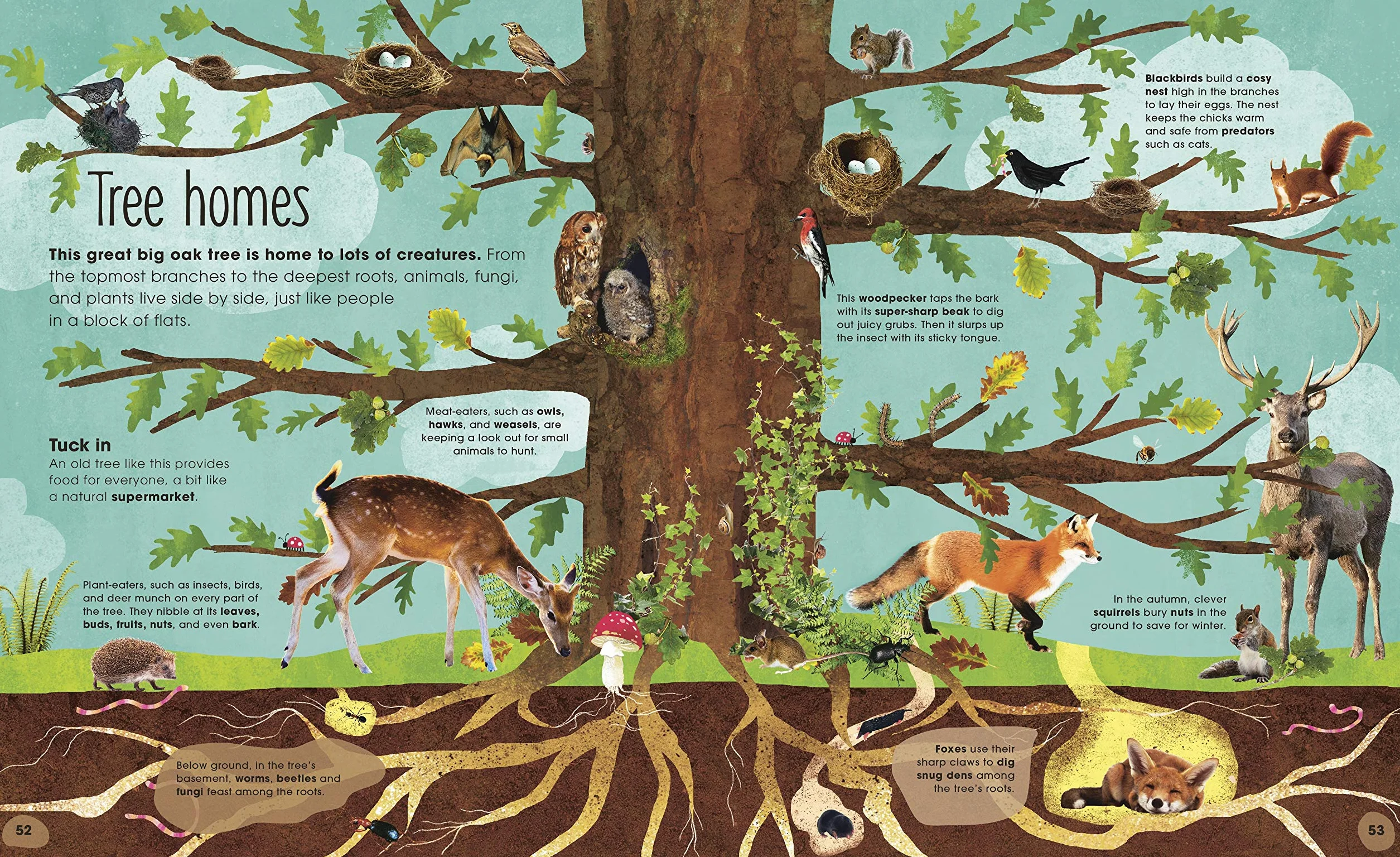 RHS The Magic and Mystery of Trees (The Magic and Mystery of Nature)