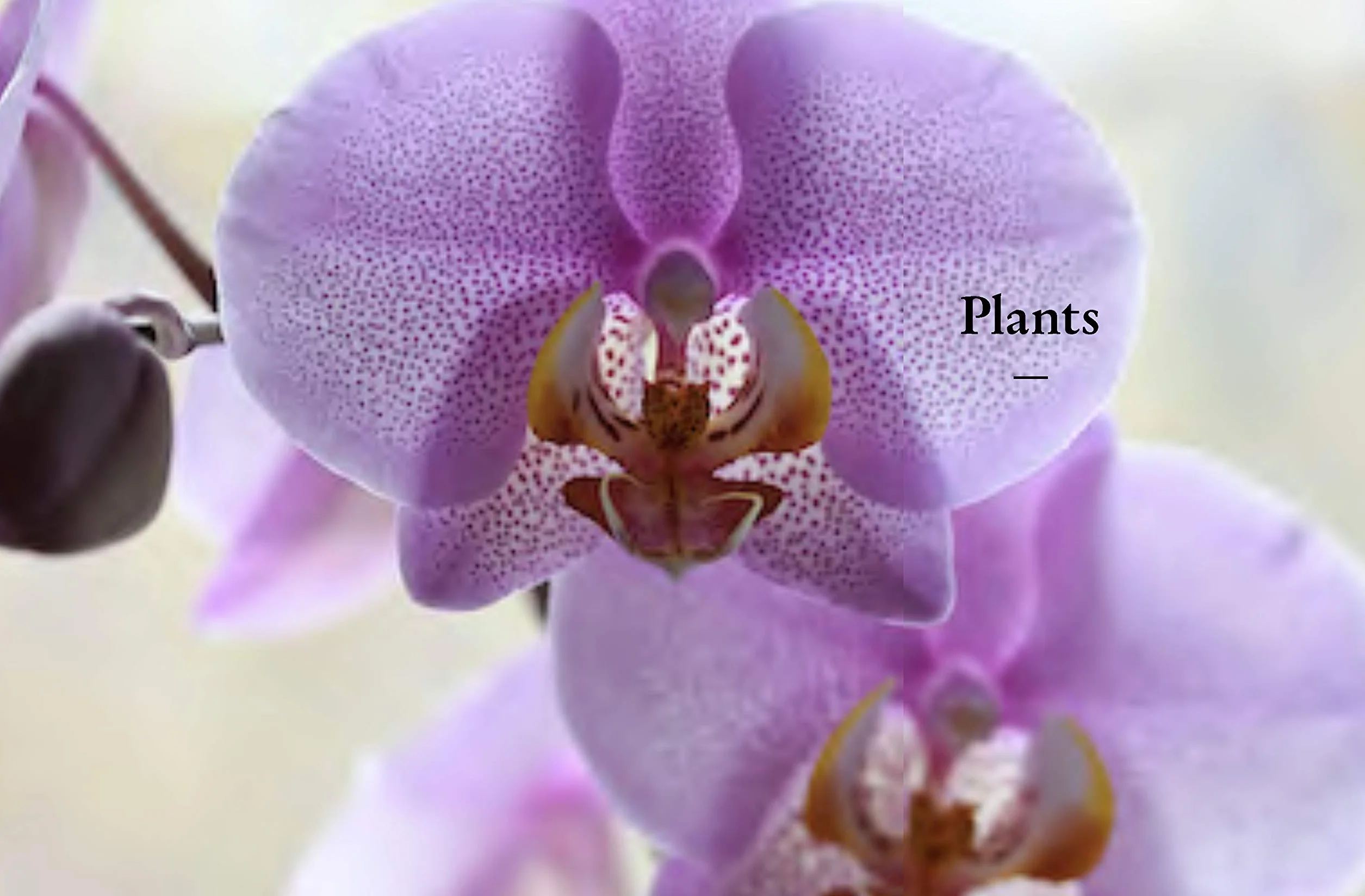 The Kew Gardener's Guide to Growing Orchids: The Art and Science to Grow Your Own Orchids (Volume 6)