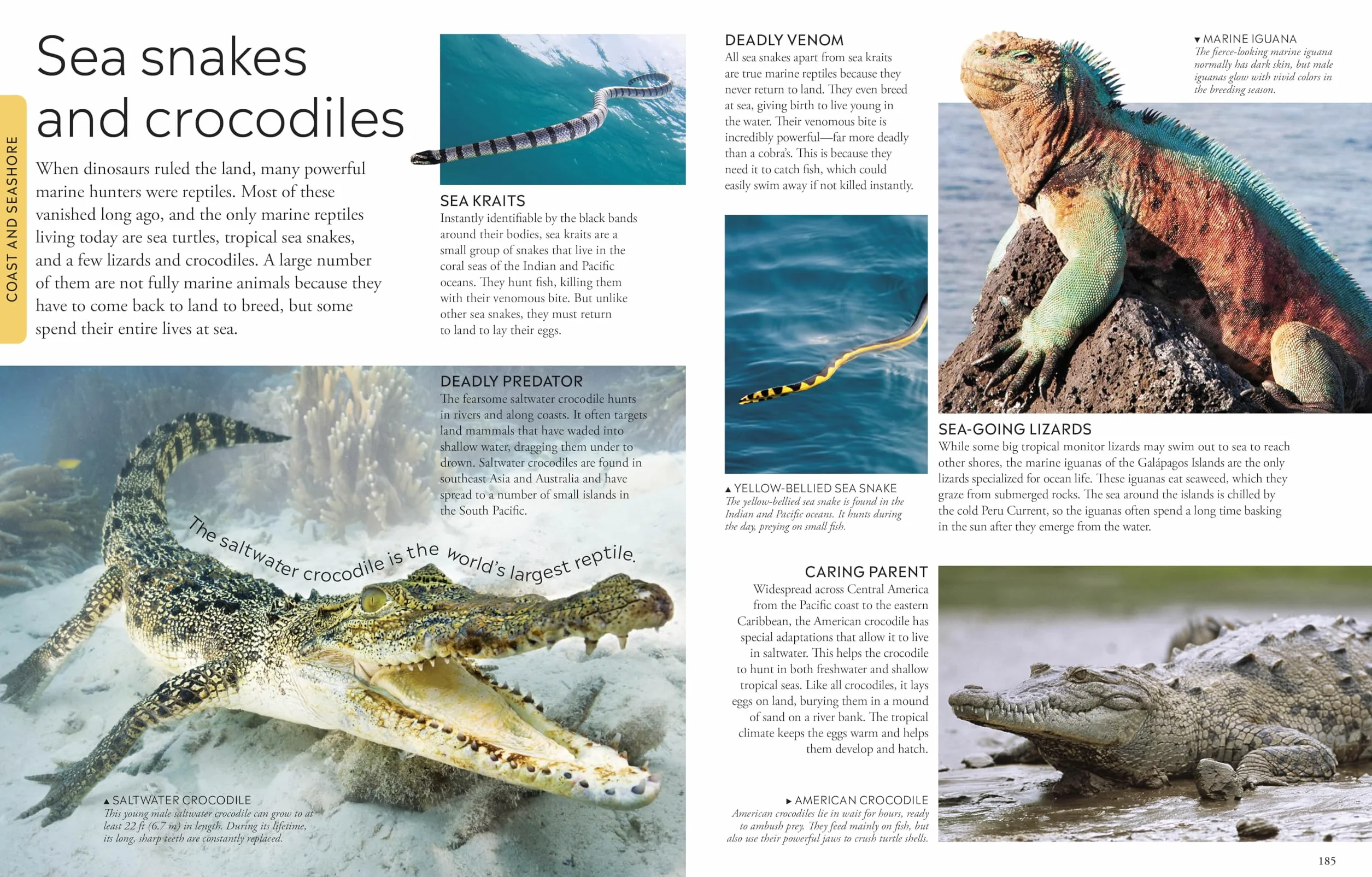 Ocean: A Visual Encyclopedia, 2nd Edition