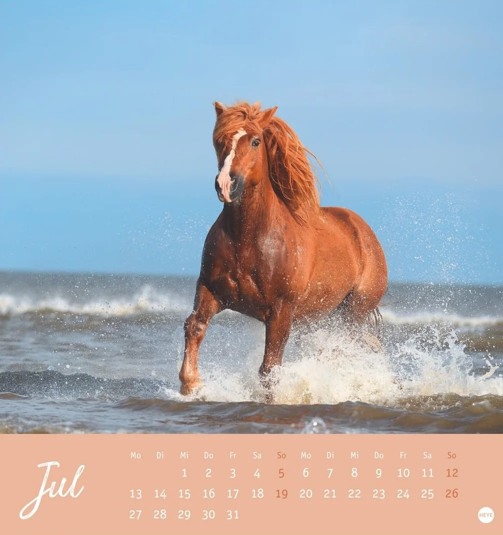 Pferde Postkartenkalender 2026 - Starke Freunde: Pferdefotografin Sabine Stuewer setzt die edlen Tiere in einem kleinen Kalender perfekt in Szene. Hochwertiger Postkarten-Fotokalender.