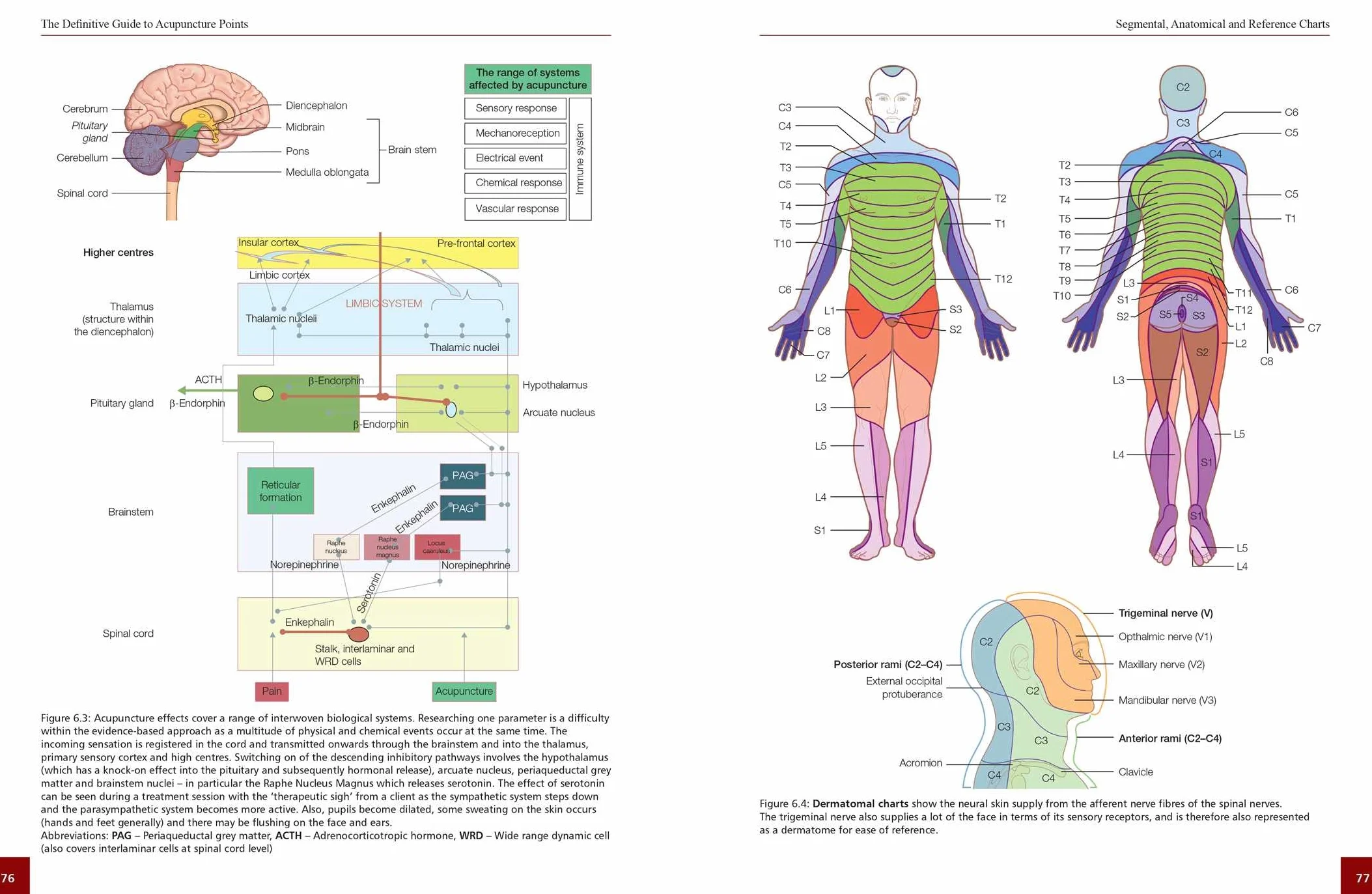 The Definitive Guide to Acupuncture Points: Theory and Practice