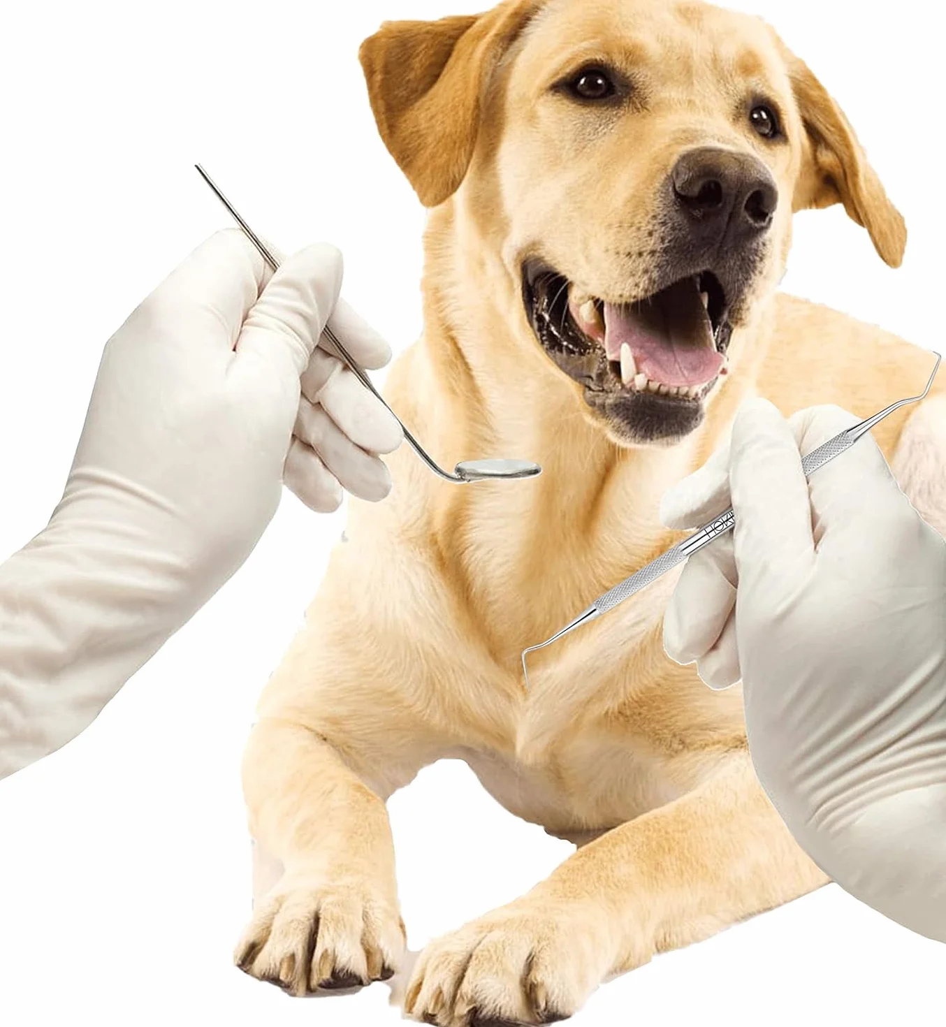 Zestaw do czyszczenia zębów HOKIN Plaque Remover Dental Care Kit Zestaw do pielęgnacji zębów Narzędzia stomatologiczne ze stali nierdzewnej dla mężczyzn, kobiet, dzieci i zwierząt domowych (1)