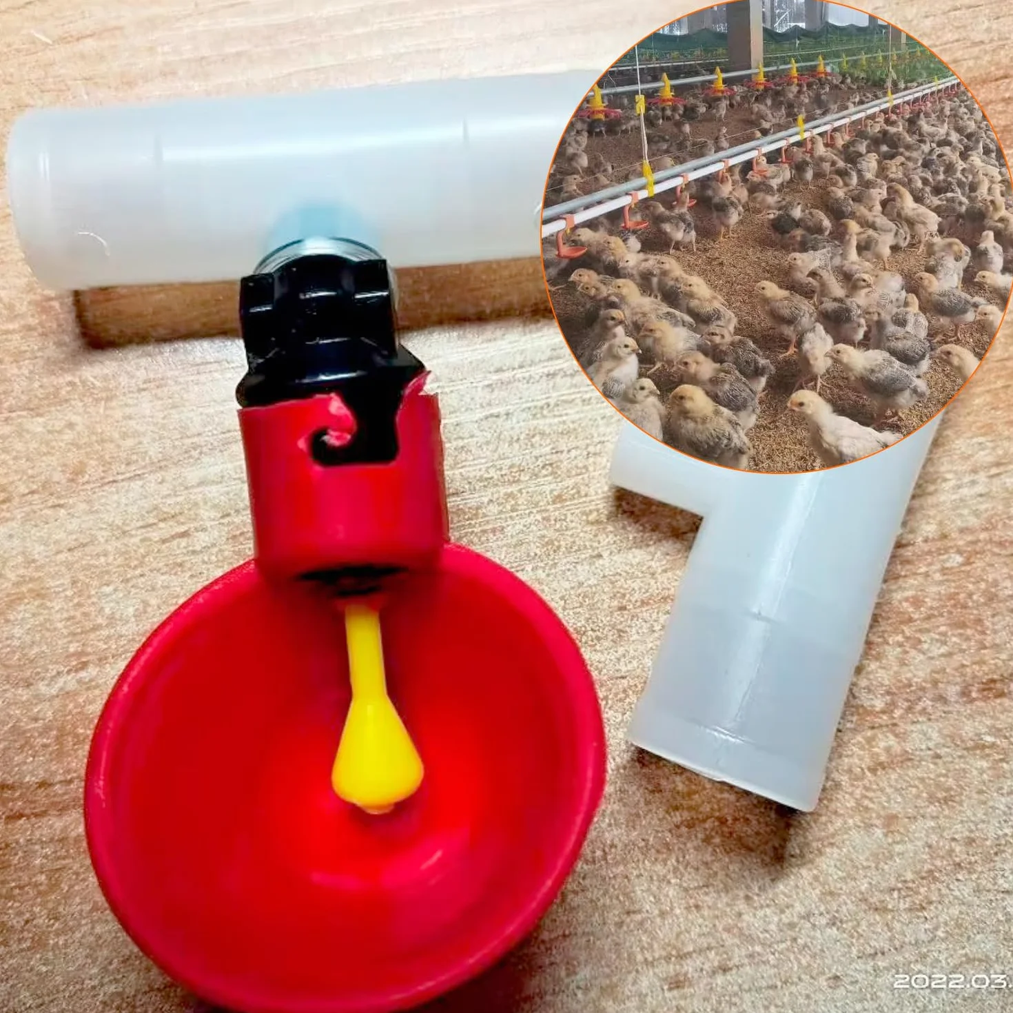 QWORK® 10 sztuk automatyczny poidła do drobiu plastikowy poidło do kurczaka, narzędzie do picia wody dla ptaków przepiórka gołąb kurczak kura (25mm, na wiadro)