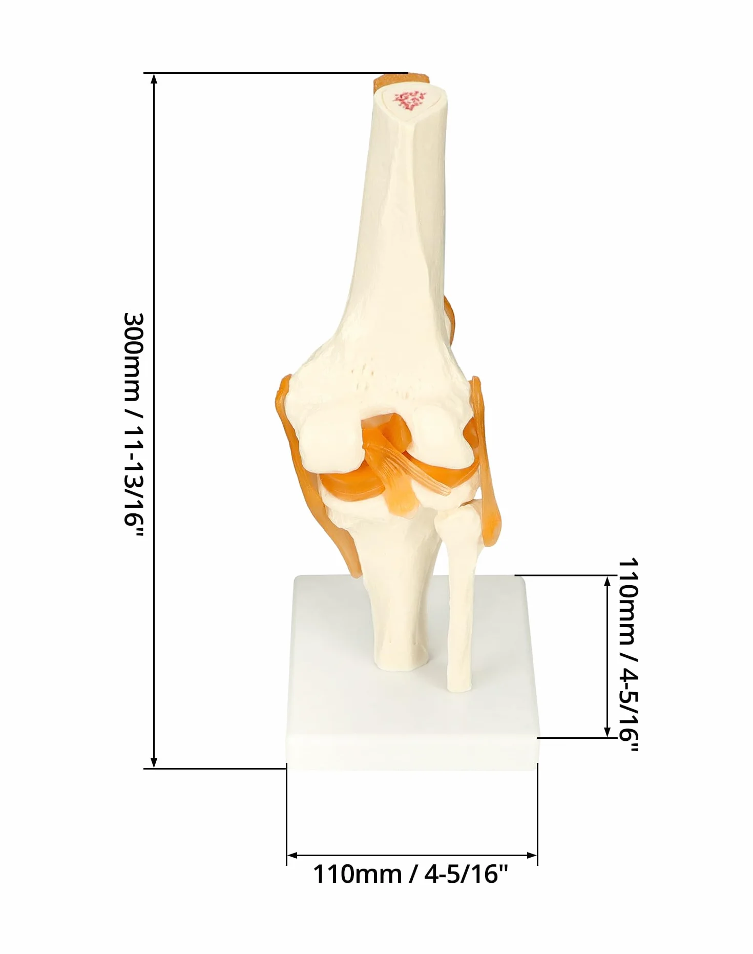 QWORK® naturalnej wielkości model anatomiczny szkieletu ludzkiego stawu kolanowego do nauki i nauczania medycznego (wysokość 30,5 cm)