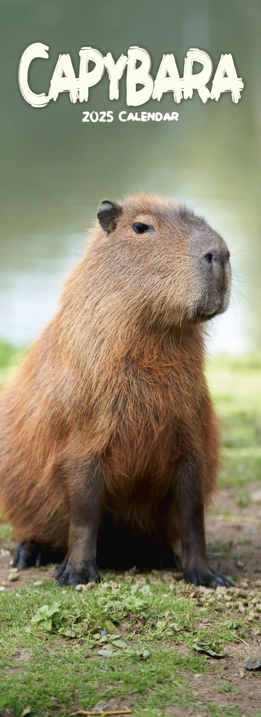 Capybara – Wasserschwein 2025: Original Avonside-Kalender – Slimline [Mehrsprachig] [Kalender]