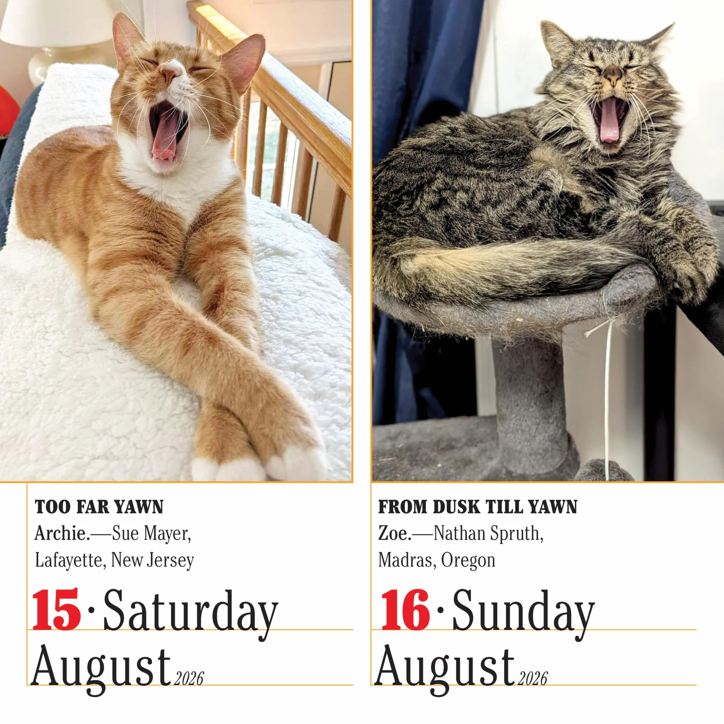 365 Cats Page-A-Day® Calendar 2026: The World's Favorite Cat Calendar
