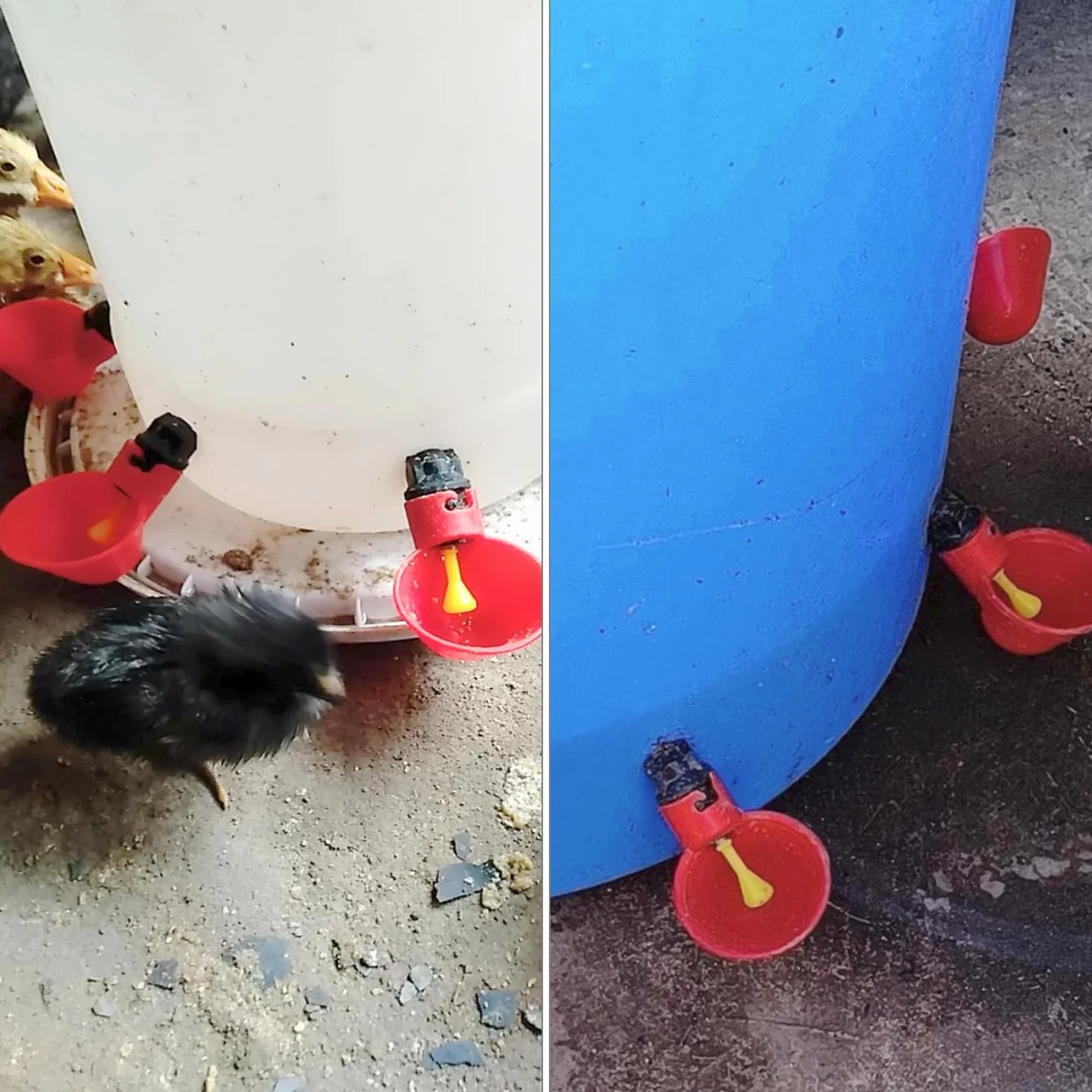 QWORK® 10 sztuk automatyczny poidła do drobiu plastikowy poidło do kurczaka, narzędzie do picia wody dla ptaków przepiórka gołąb kurczak kura (25mm, na wiadro)