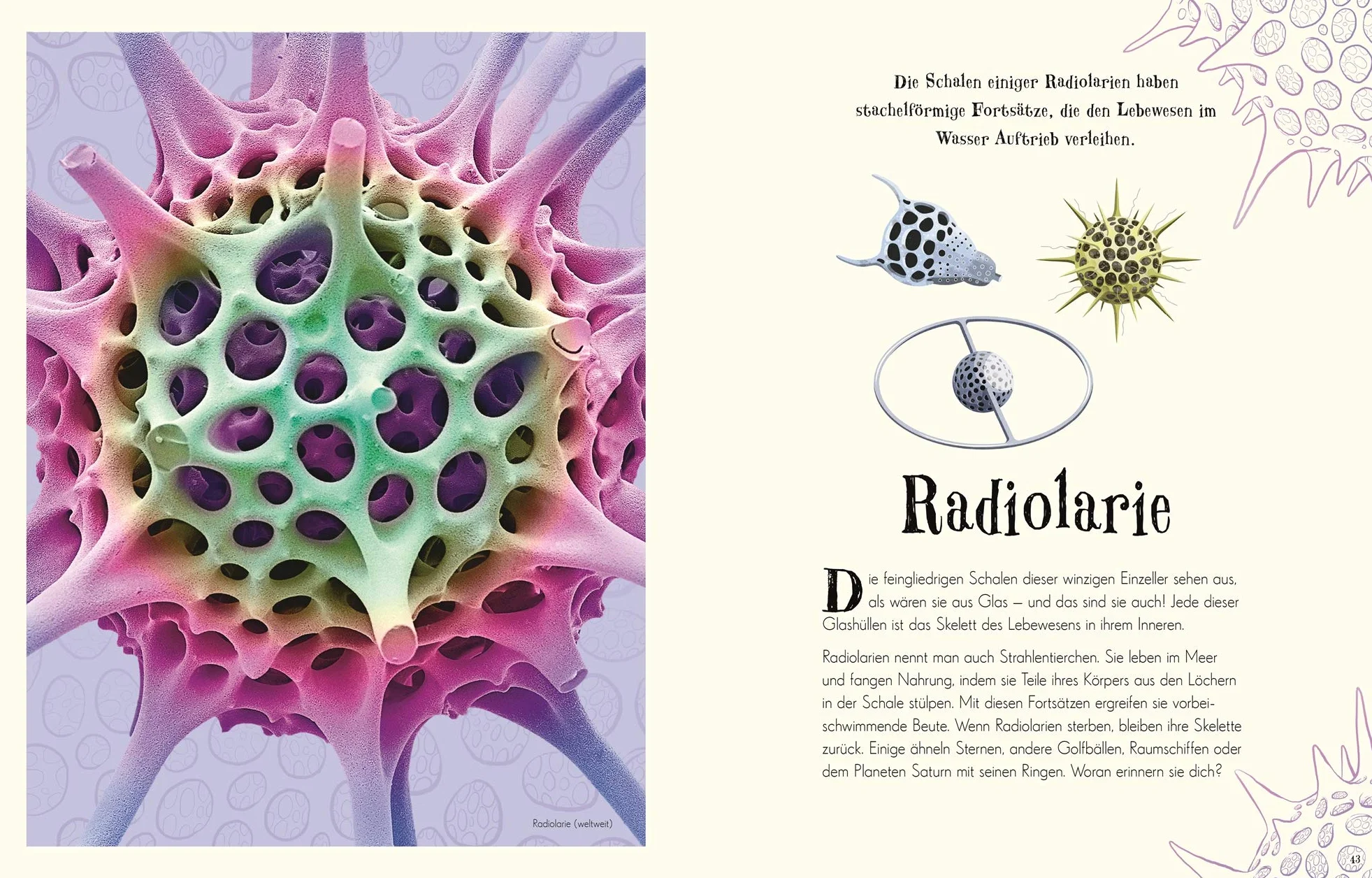Wundervolle Welt der Natur: Ein Naturbilderbuch für die ganze Familie. Hochwertig ausgestattet mit Lesebändchen, Goldfolie und Goldschnitt