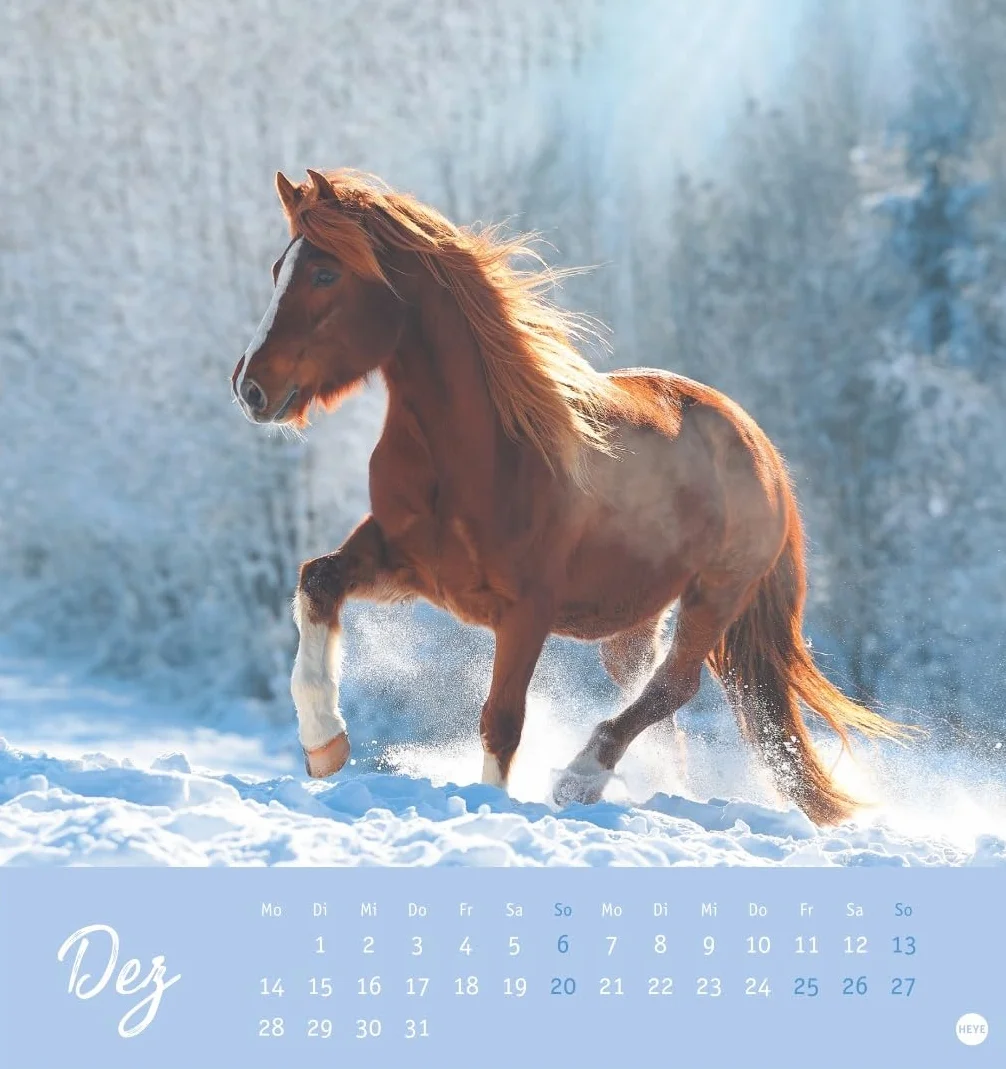 Pferde Postkartenkalender 2026 - Starke Freunde: Pferdefotografin Sabine Stuewer setzt die edlen Tiere in einem kleinen Kalender perfekt in Szene. Hochwertiger Postkarten-Fotokalender.