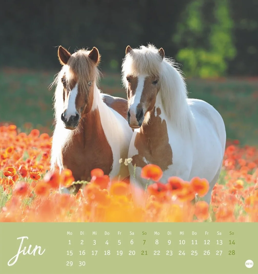 Pferde Postkartenkalender 2026 - Starke Freunde: Pferdefotografin Sabine Stuewer setzt die edlen Tiere in einem kleinen Kalender perfekt in Szene. Hochwertiger Postkarten-Fotokalender.
