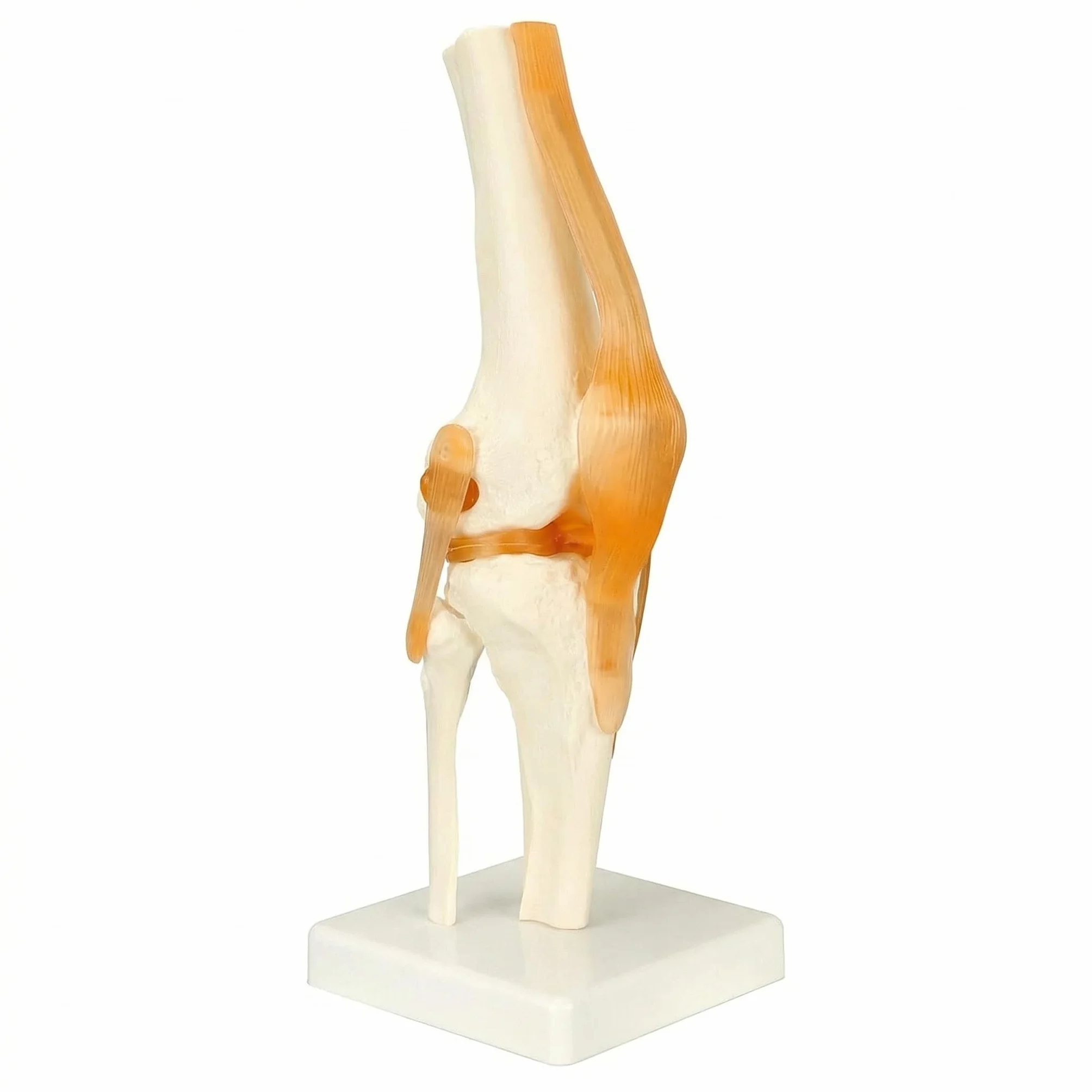 QWORK® naturalnej wielkości model anatomiczny szkieletu ludzkiego stawu kolanowego do nauki i nauczania medycznego (wysokość 30,5 cm)