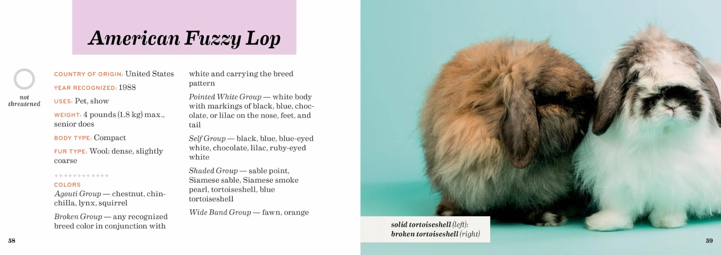 Rabbit Breeds: The Pocket Guide to 49 Essential Breeds