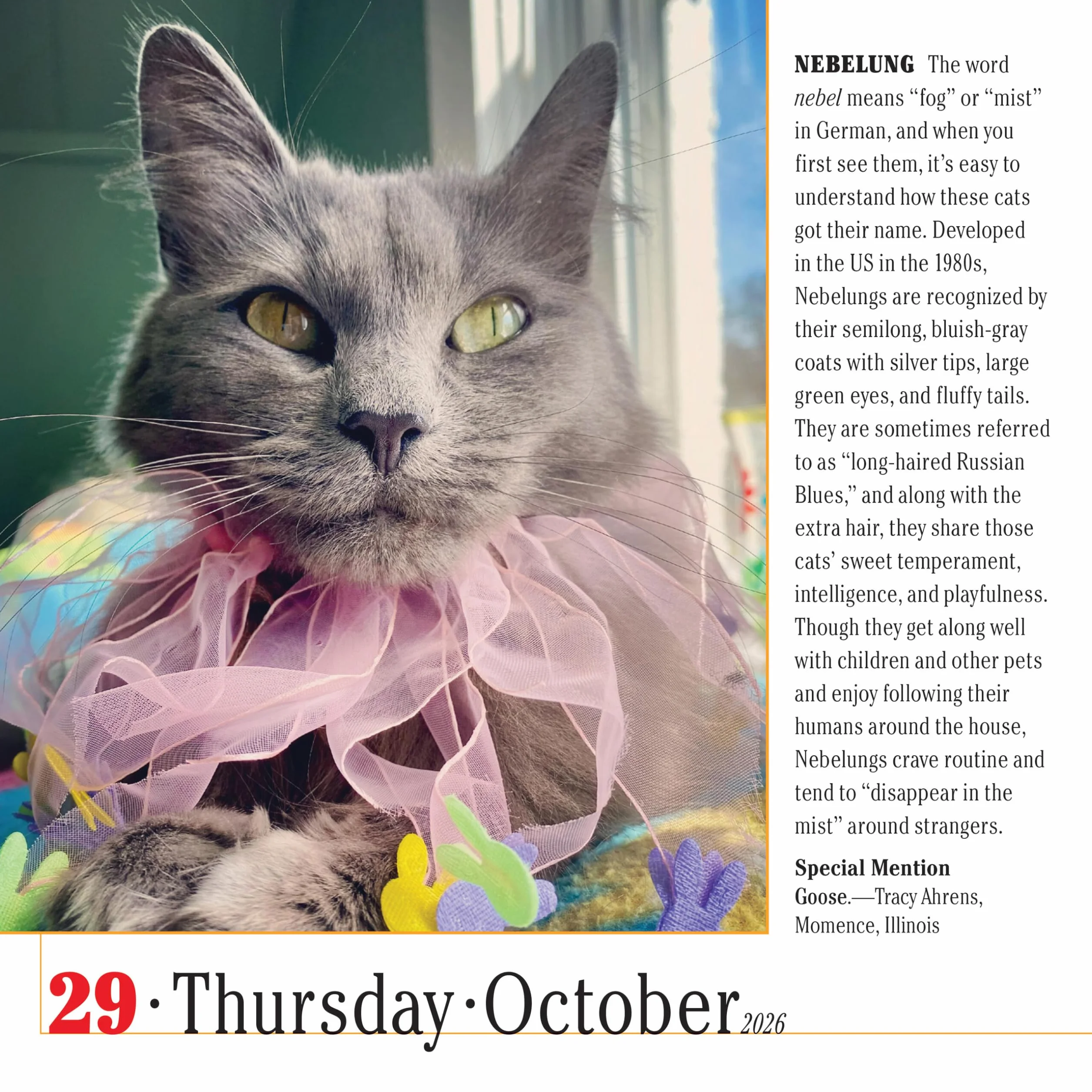 365 Cats Page-A-Day® Calendar 2026: The World's Favorite Cat Calendar