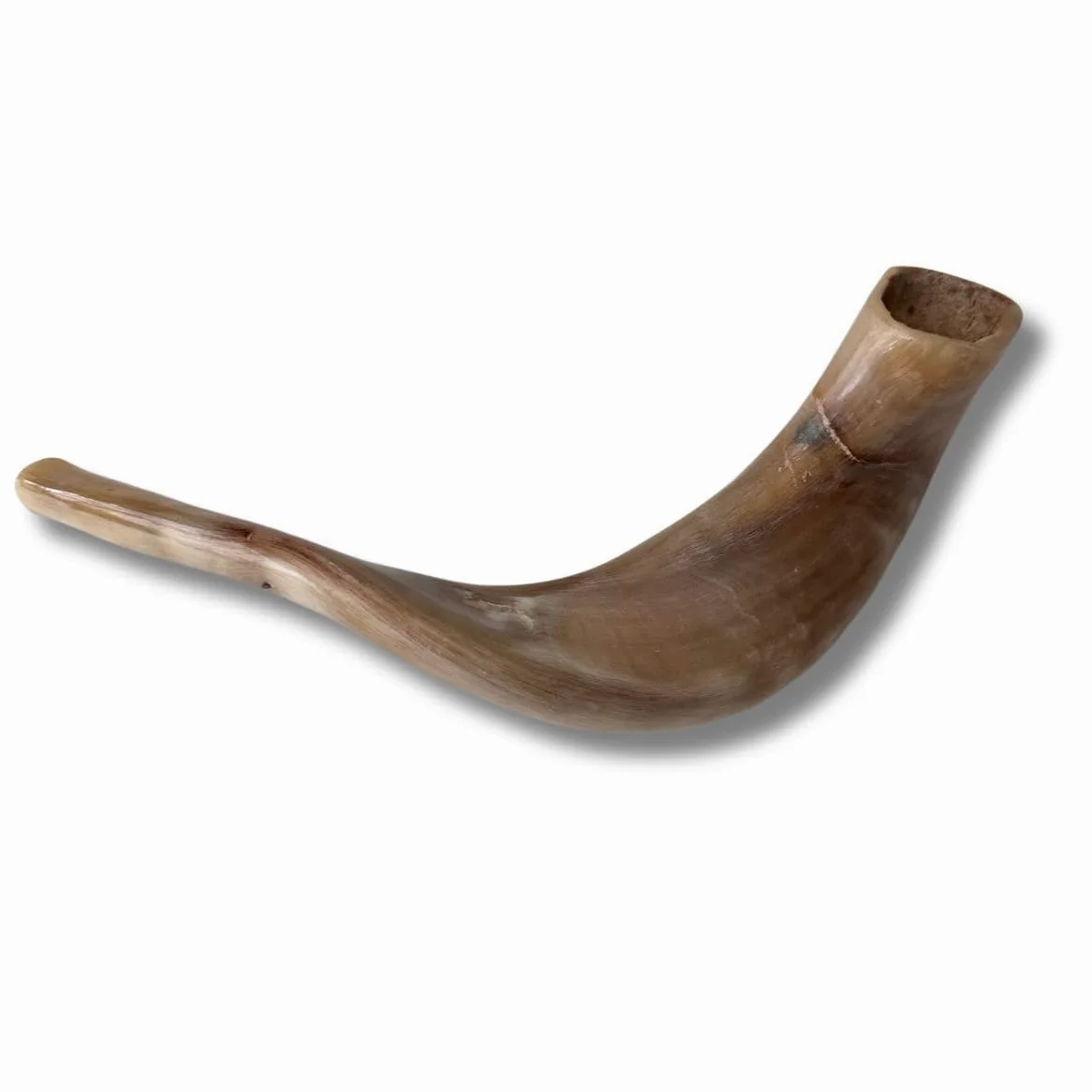 Schofar: Autentyczny i koszerny polerowany shofar Ramhorn z Izraela (30,5 cm – 35,6 cm)