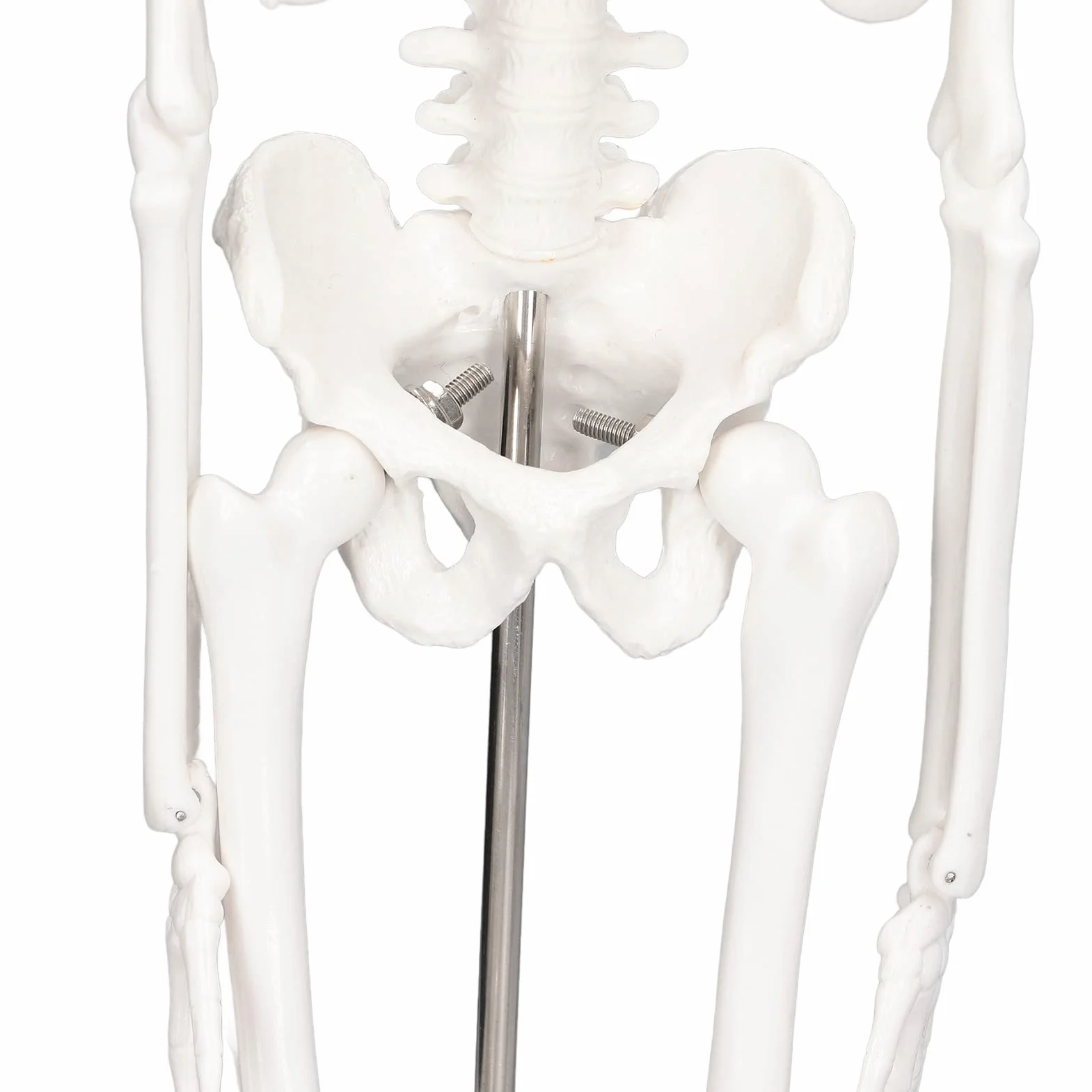 Mini Model Szkieletu Człowieka, Anatomiczny Model Szkieletu Medycznego, 45cm/ 17.7in Mini Model Człowieka z PVC z Pełną Strukturą Kości z Ruchomymi Ramionami, Nogami i Stojakiem do Nauczania