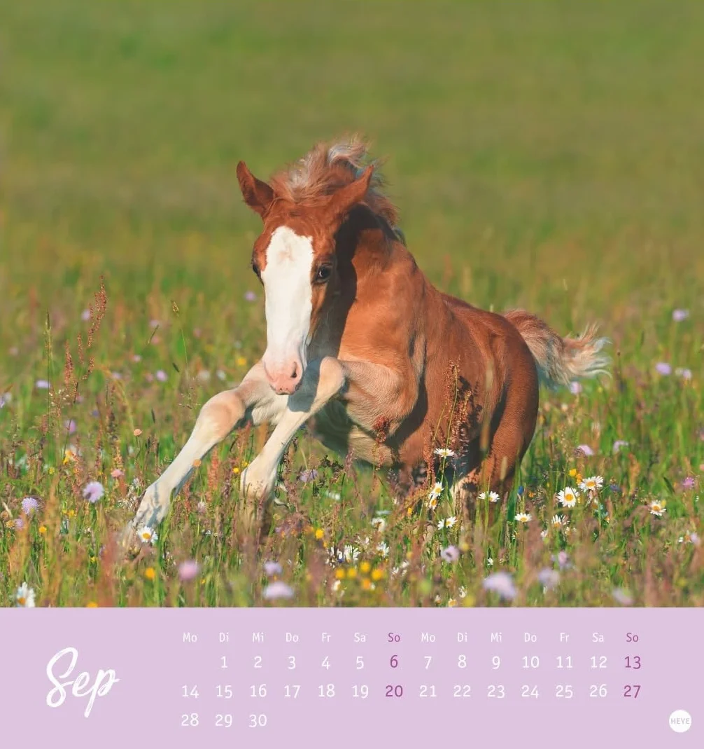 Pferde Postkartenkalender 2026 - Starke Freunde: Pferdefotografin Sabine Stuewer setzt die edlen Tiere in einem kleinen Kalender perfekt in Szene. Hochwertiger Postkarten-Fotokalender.