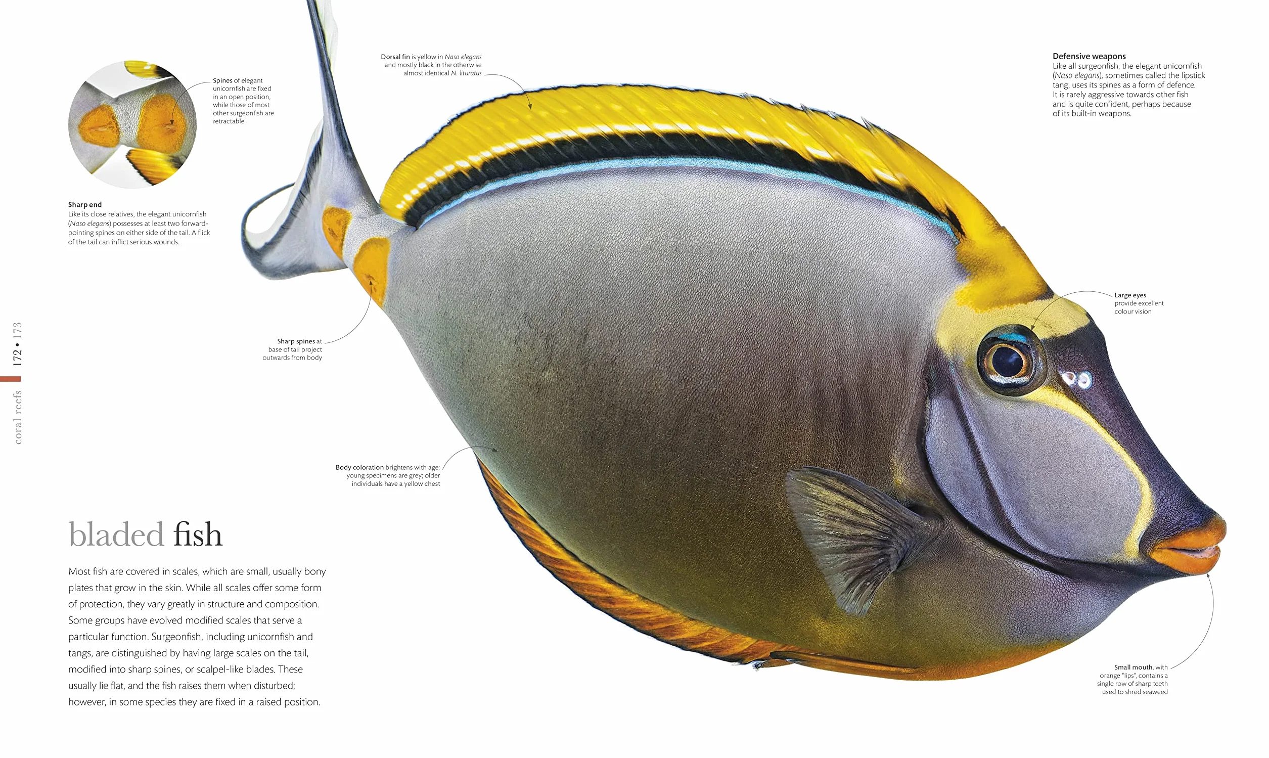 The Science of the Ocean: The Secrets of the Seas Revealed