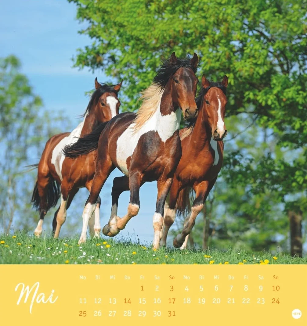 Pferde Postkartenkalender 2026 - Starke Freunde: Pferdefotografin Sabine Stuewer setzt die edlen Tiere in einem kleinen Kalender perfekt in Szene. Hochwertiger Postkarten-Fotokalender.