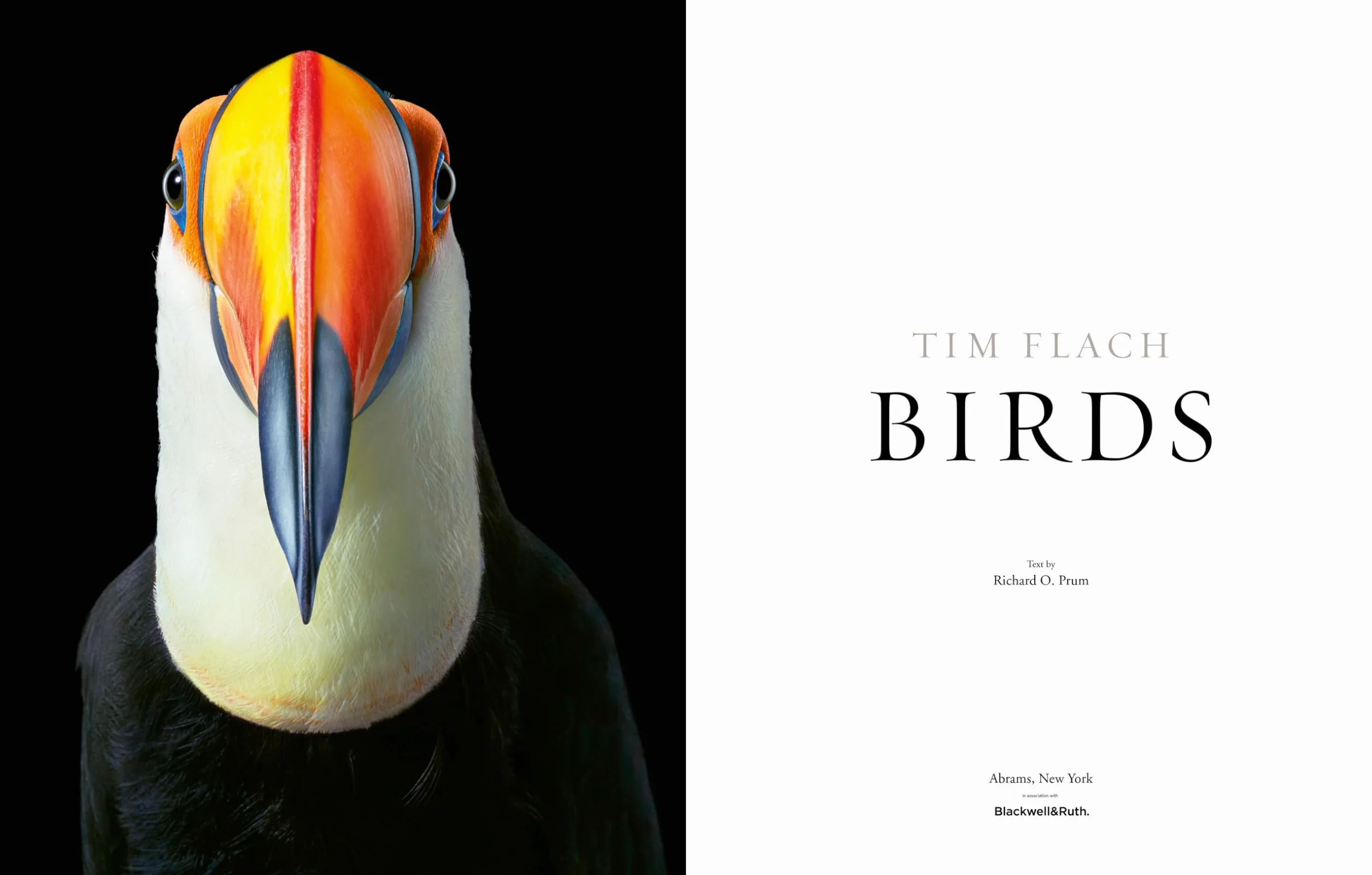 Birds: Photographs