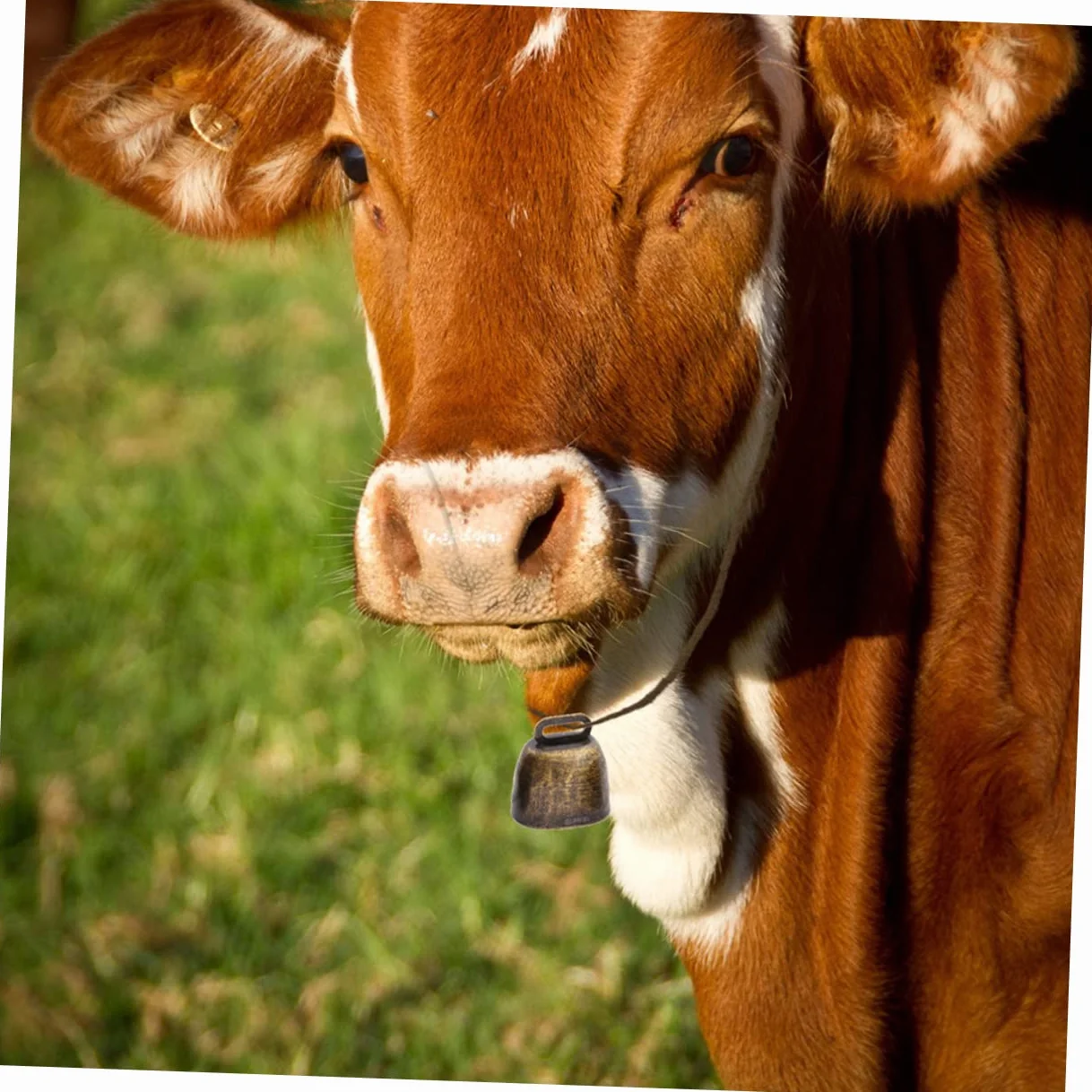 SHOWERORO Głośne Metalowe Dzwonki Dla Bydła Na Farmę 8 Sztuk Zestaw Dzwonków Retro - Theft Sheep Horse Bell Vintage Bells Sound