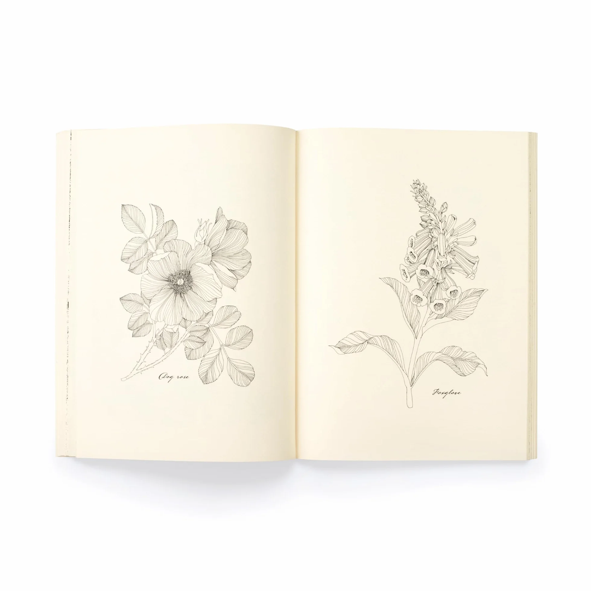 Floribunda Year /anglais: A Flower Colouring Companion