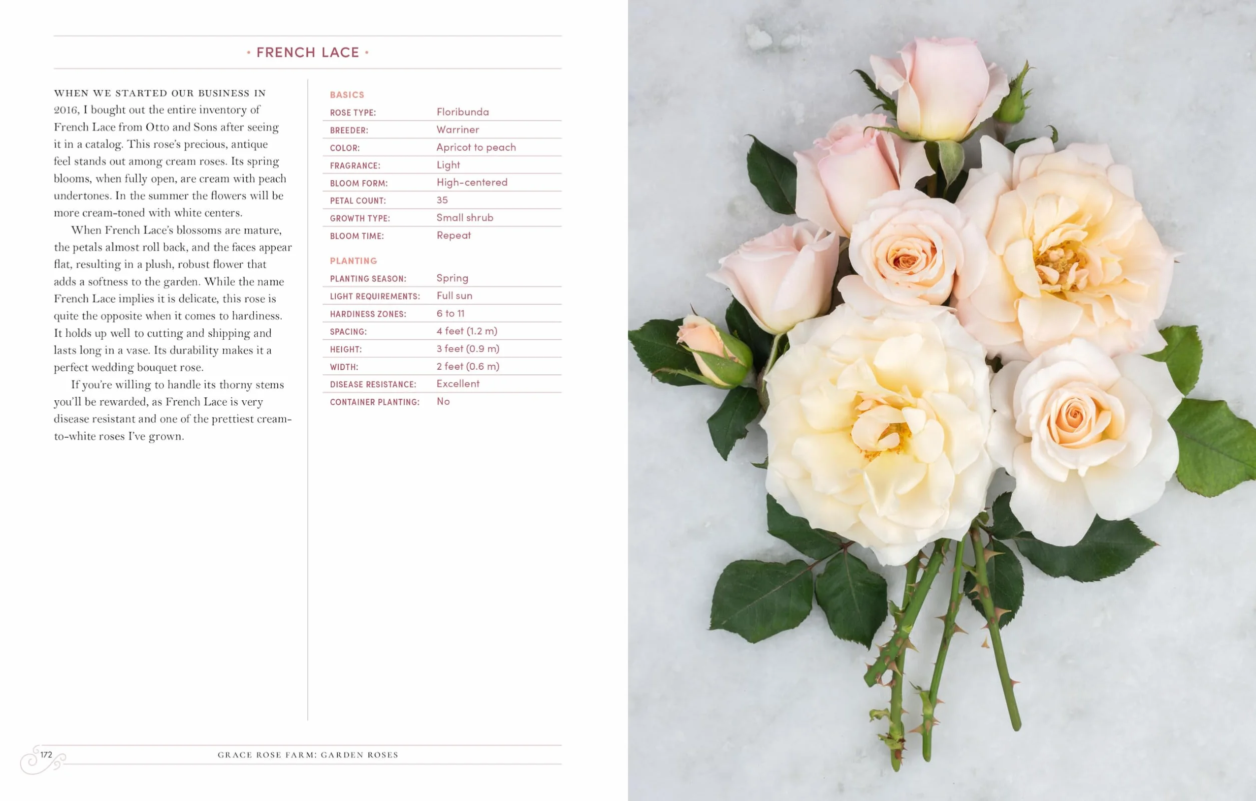 Grace Rose Farm: Garden Roses: The Complete Guide to Growing & Arranging Spectacular Blooms
