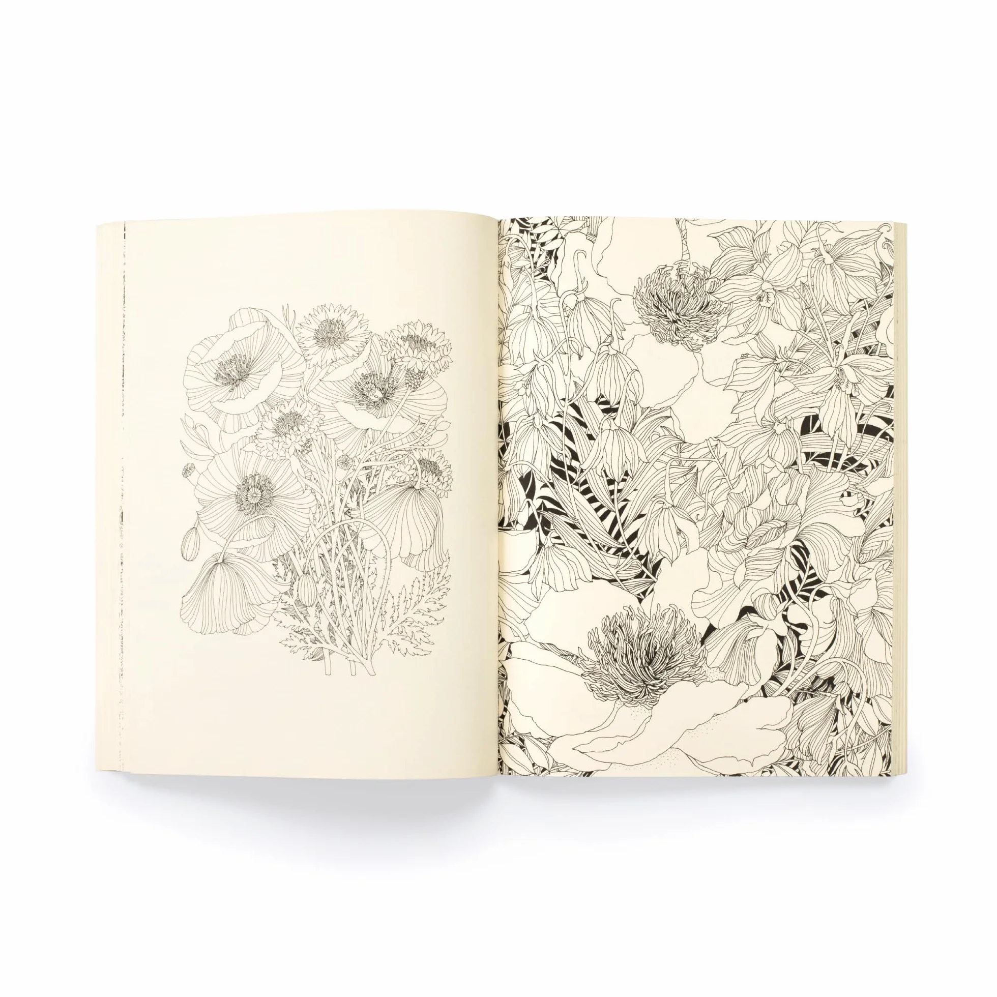 Floribunda Year /anglais: A Flower Colouring Companion