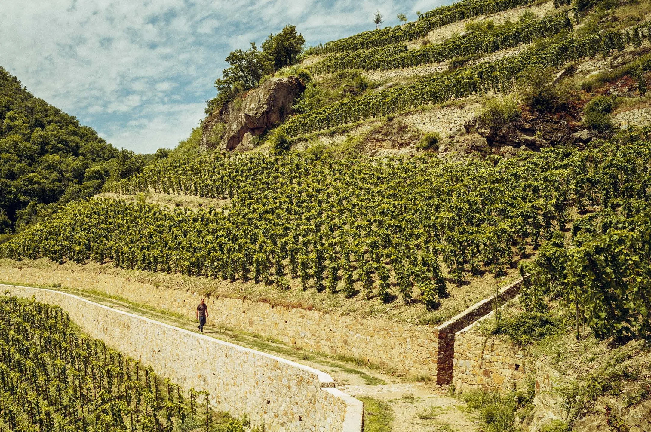 Who's Afraid of Romanée-Conti?: A Shortcut to Drinking Great Wines