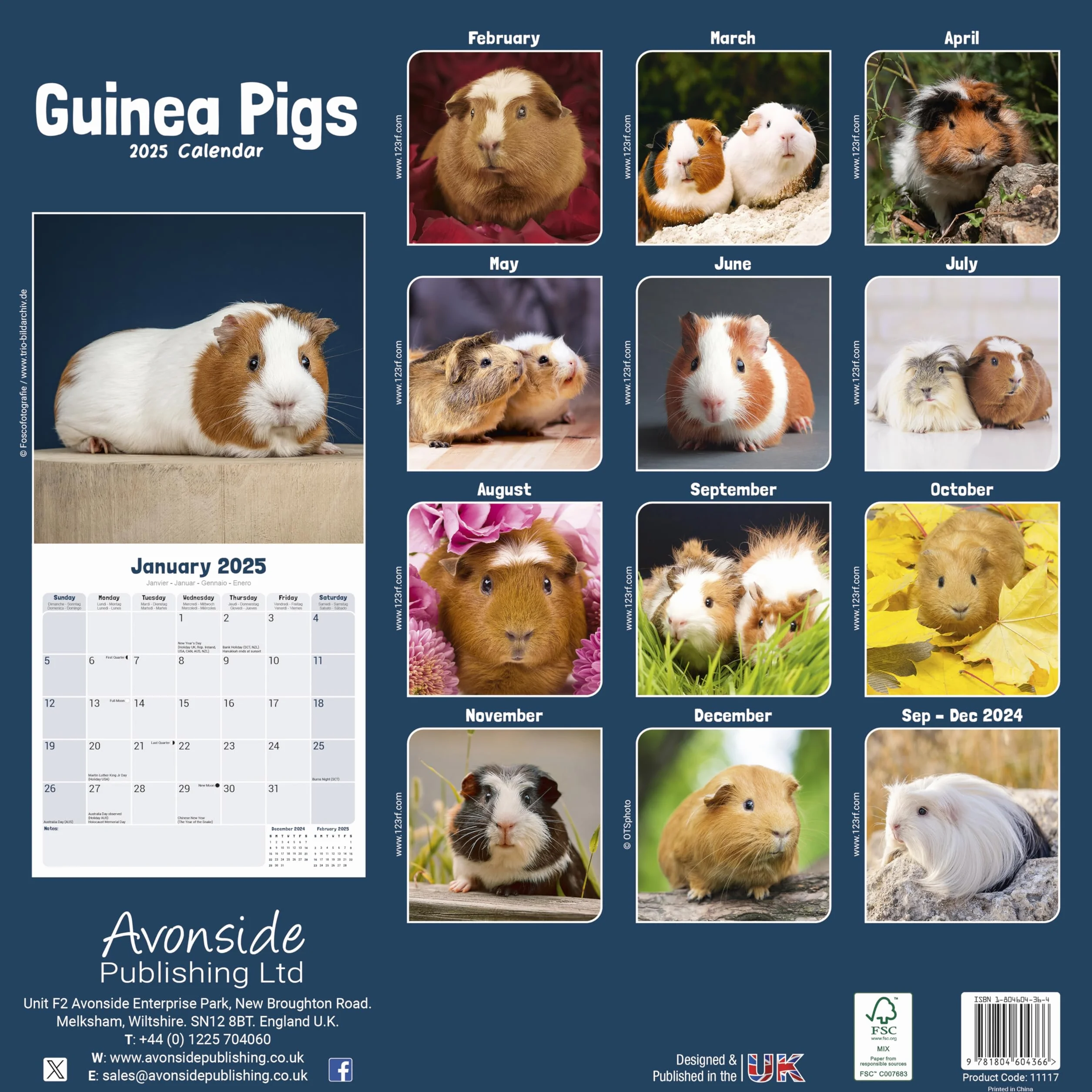 Guinea Pigs Calendar 2025 Square Wall Calendar 16 Month Avonside