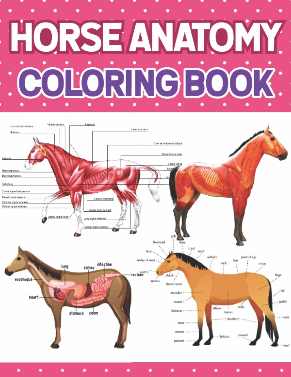 Horse Anatomy Coloring Book: Horse Anatomy Student's Self-Test Coloring & Activity Book. Introduction to Veterinary Anatomy and Physiology Workbook. ... younger kids for learn anatomy of Horse.