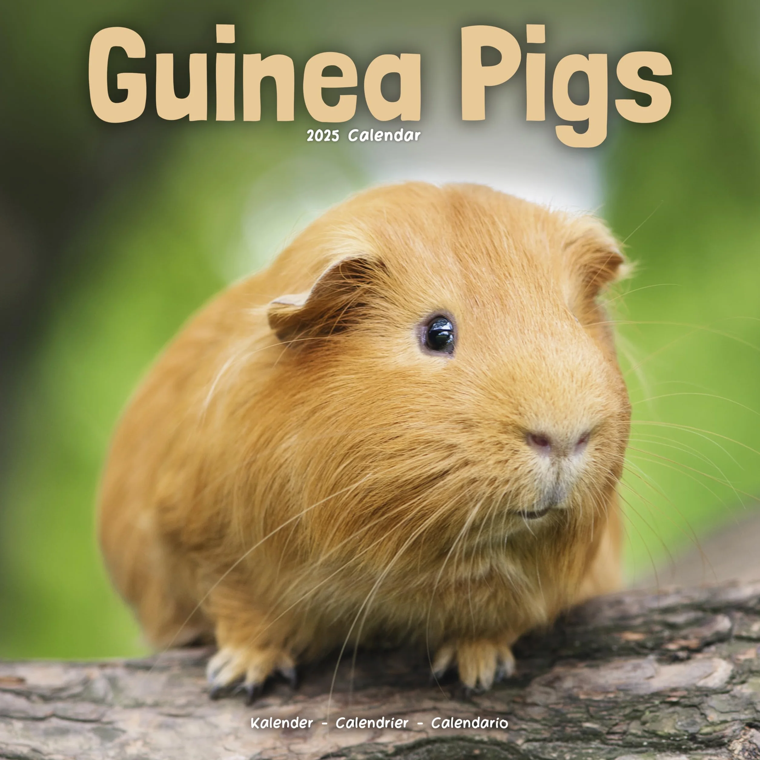 Guinea Pigs Calendar 2025 Square Wall Calendar 16 Month Avonside