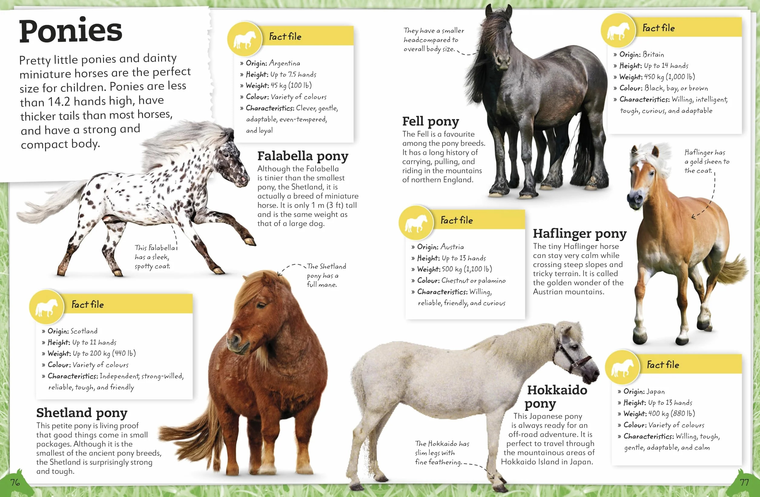 My Book of Horses and Ponies: A Fact-Filled Guide to Your Equine Friends
