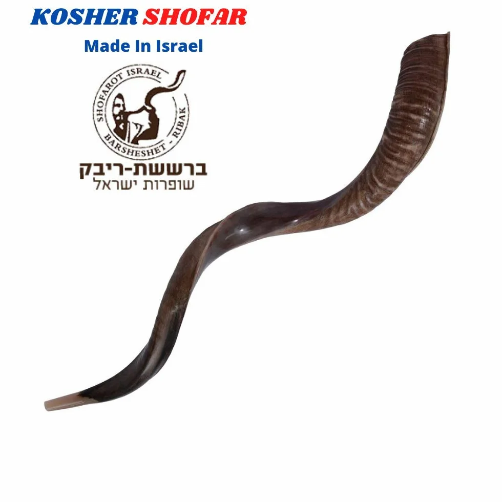 Połowa polerowana naturalna judaika koszerna 60-70 cm Yeninite Kudu Shofar róg Izrael
