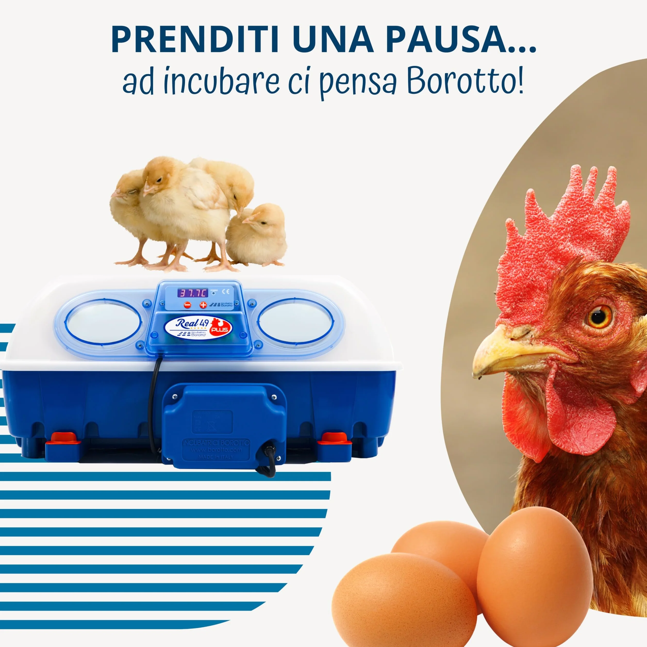 Borotto Real 49 Plus | w pełni automatyczny, profesjonalny automat do 49 lub 196 małych jajek, automatyczny mechanizm obracania jaj, regulacja temperatury, biomaster, antybakteryjny, wyprodukowano we
