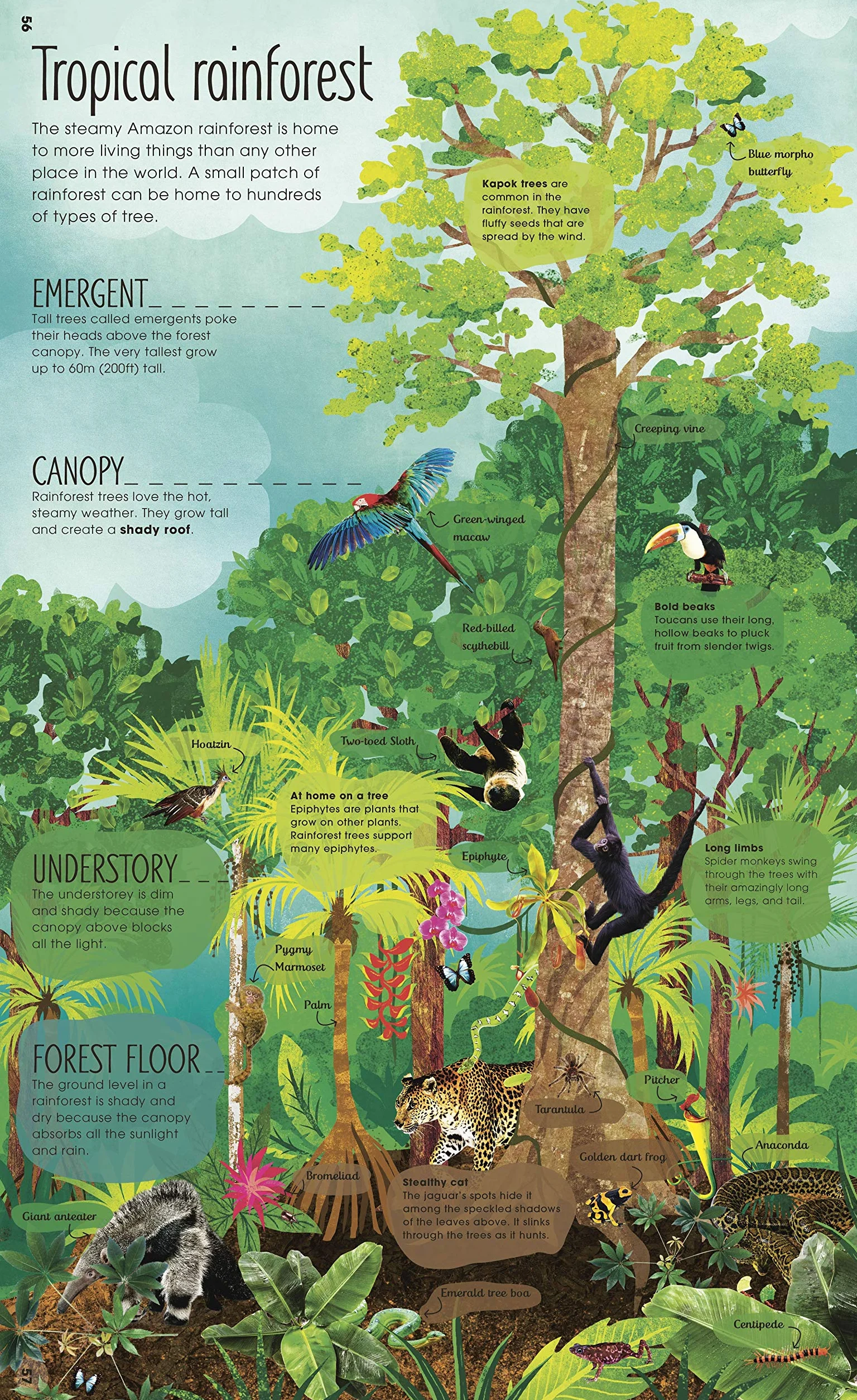 RHS The Magic and Mystery of Trees (The Magic and Mystery of Nature)