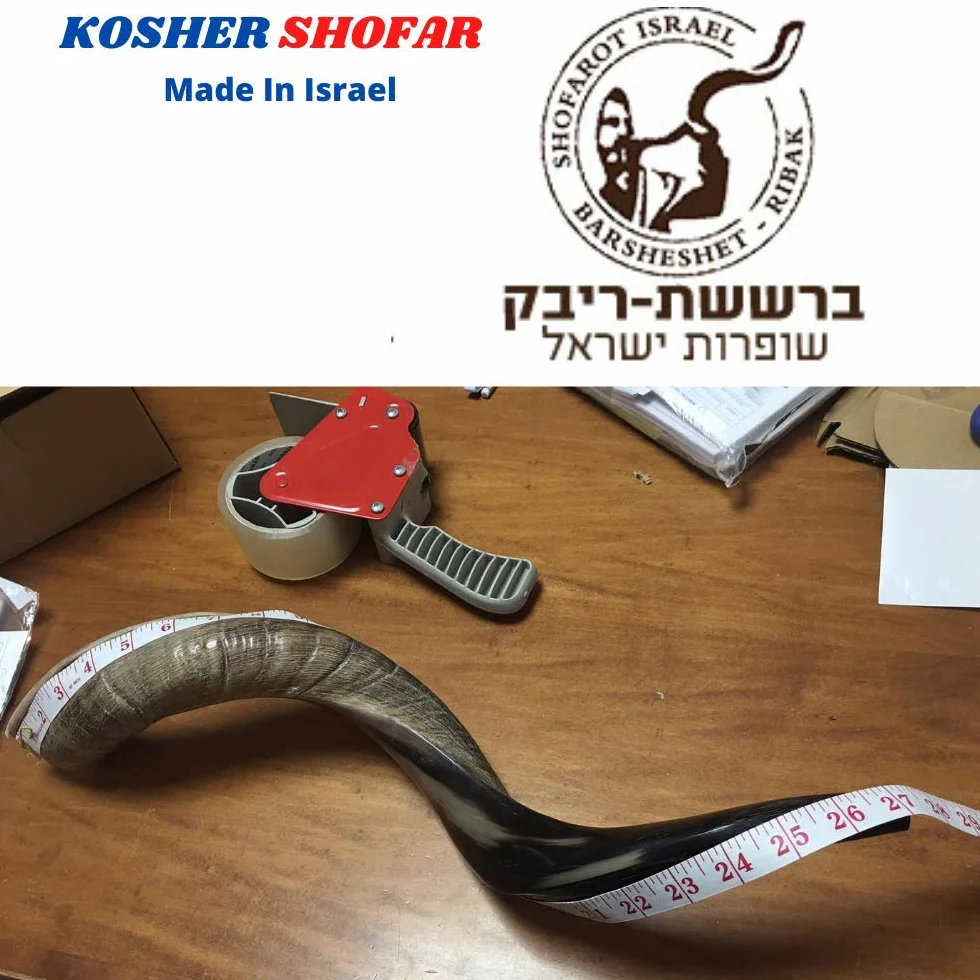 Połowa polerowana naturalna judaika koszerna 60-70 cm Yeninite Kudu Shofar róg Izrael
