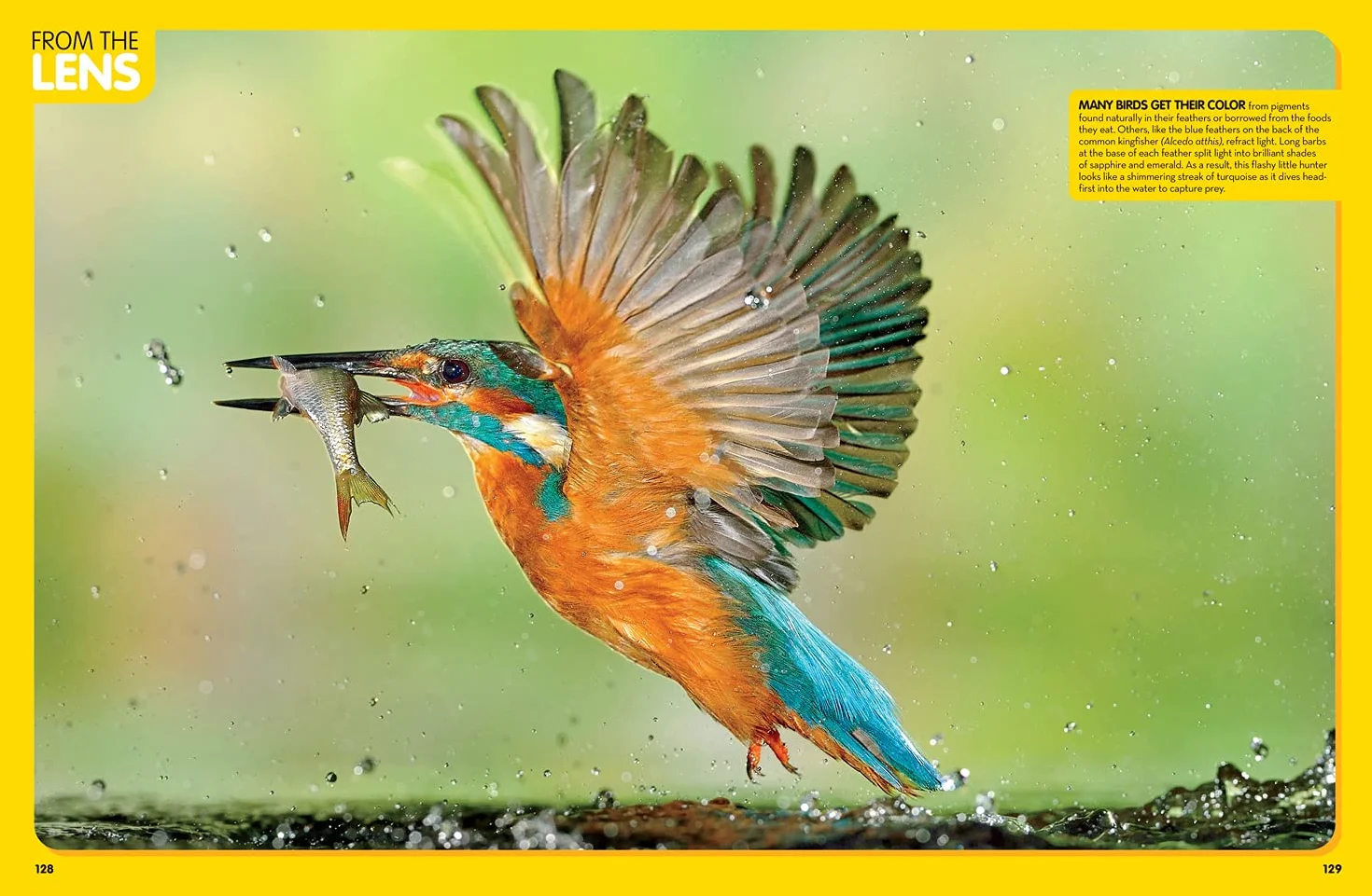 Animal Encyclopedia: 2,500 Animals with Photos, Maps, and More!
