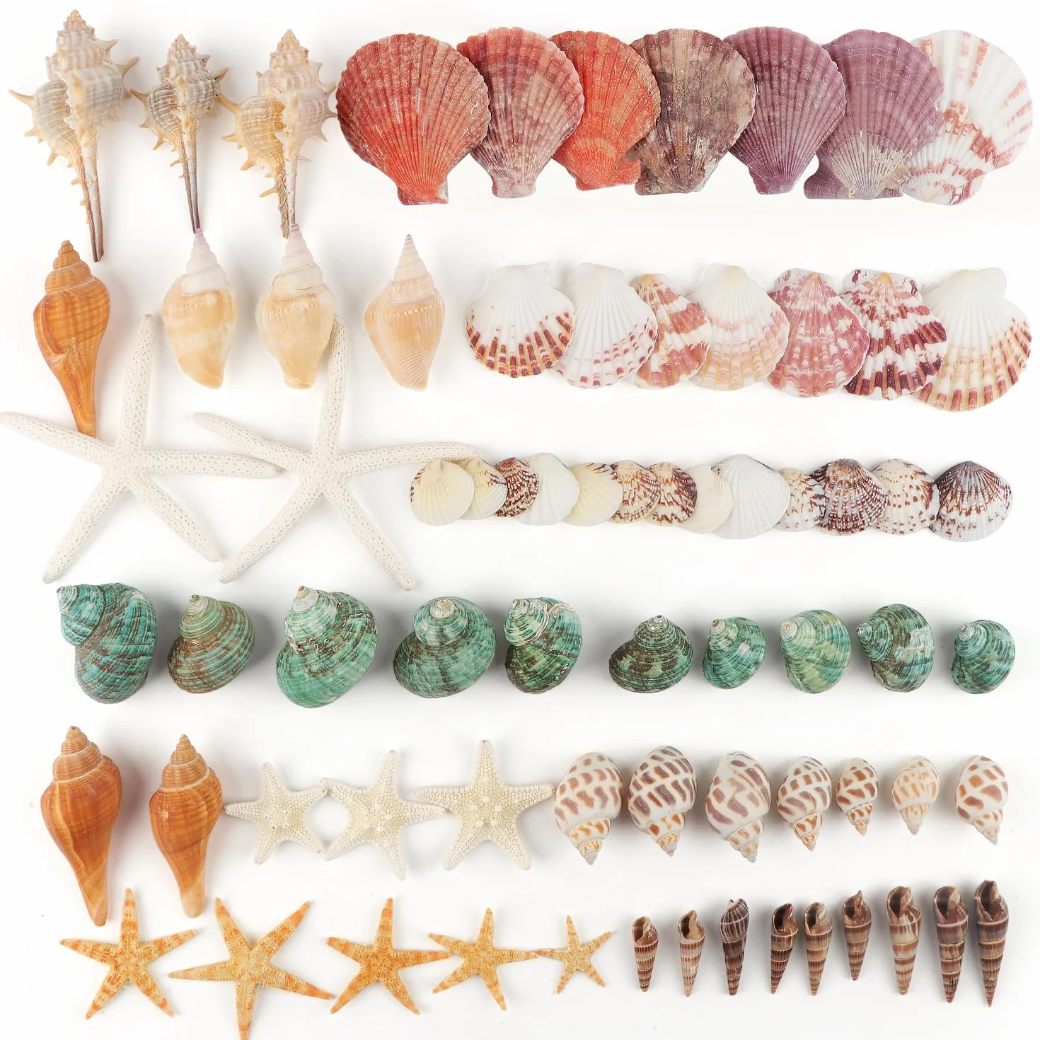 Jangostor Muszle morskie, mieszane muszle oceaniczne, 3 cm-9 cm, różne rozmiary, muszle plażowe i naturalne rozgwiazdy, do wazonu, wypełniacz, na plażę, imprezę tematyczną, do domu, na wesele, do