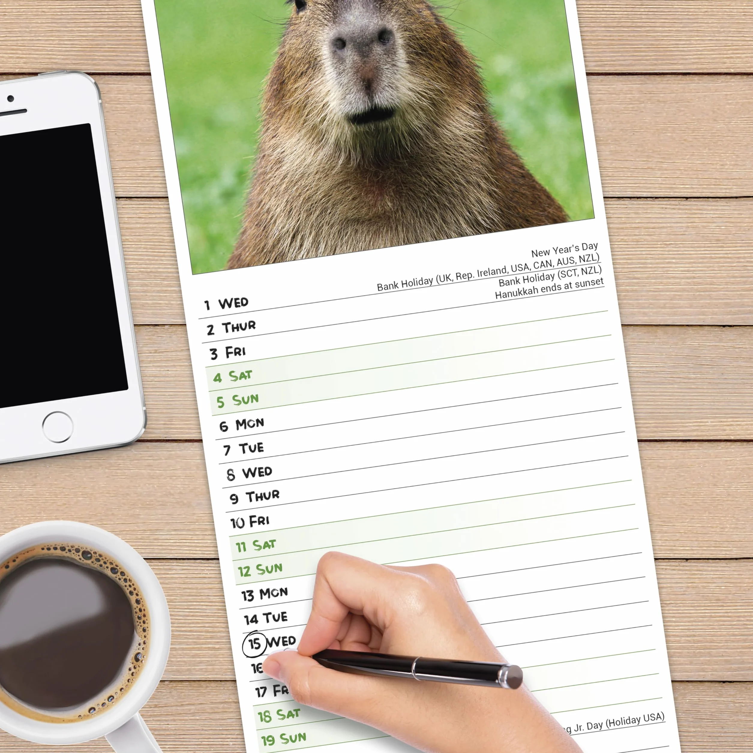 Capybara – Wasserschwein 2025: Original Avonside-Kalender – Slimline [Mehrsprachig] [Kalender]