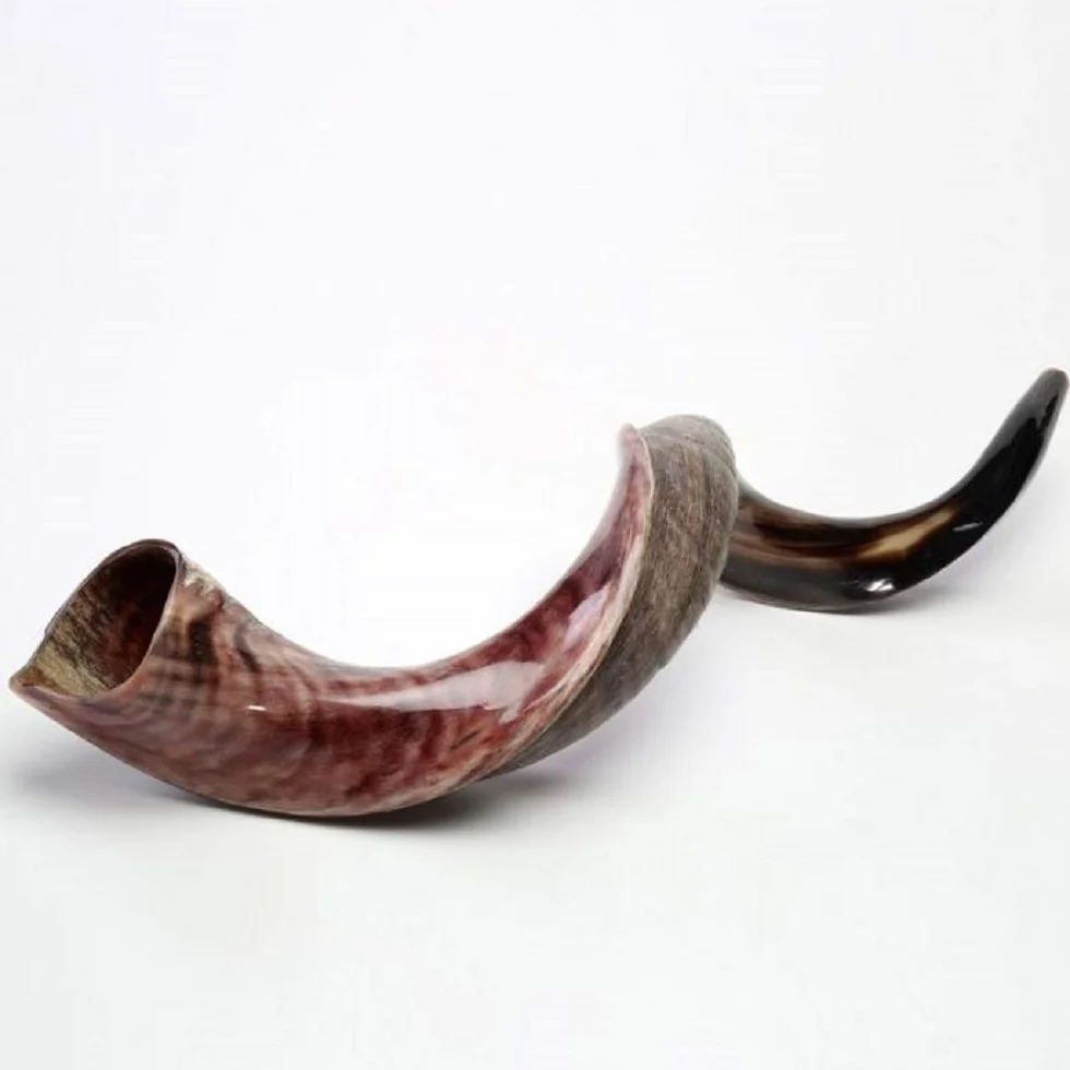 Połowa polerowana naturalna judaika koszerna 60-70 cm Yeninite Kudu Shofar róg Izrael