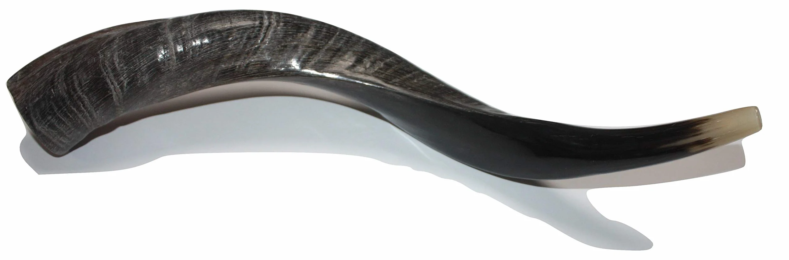 40 - 48 cm naturalny autentyczny koszerny jemeński róg kudu szofar żydowski - Izrael