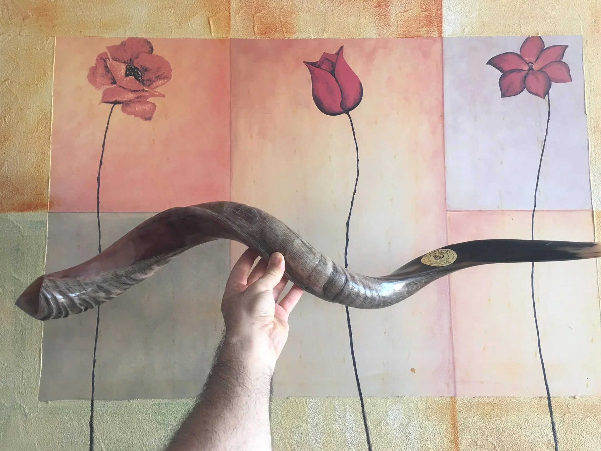 Połowa polerowana naturalna judaika koszerna 60-70 cm Yeninite Kudu Shofar róg Izrael