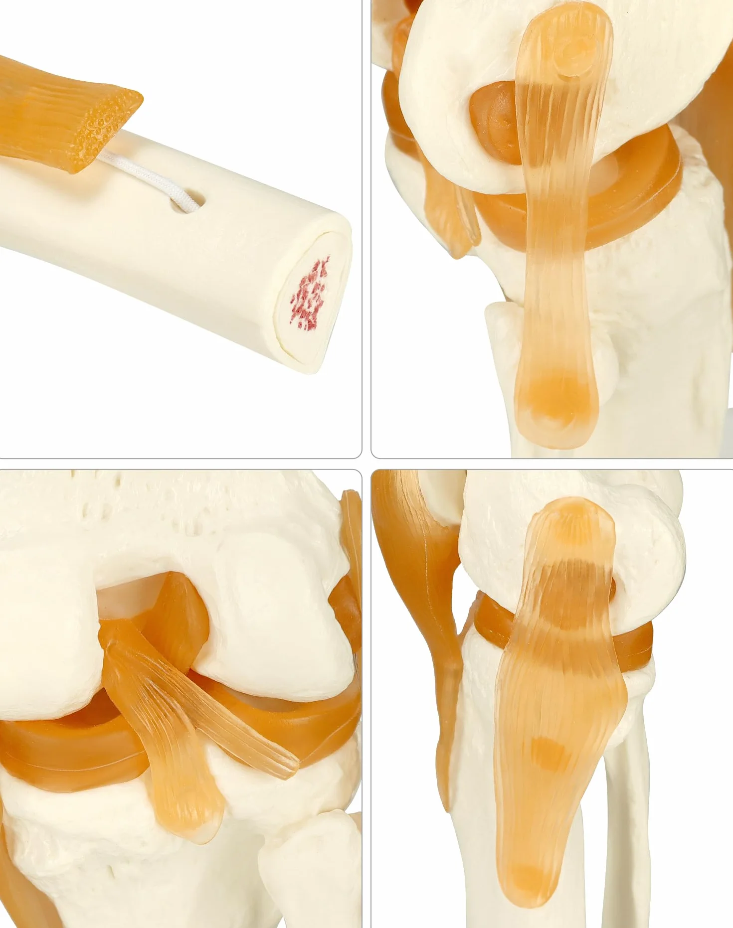 QWORK® naturalnej wielkości model anatomiczny szkieletu ludzkiego stawu kolanowego do nauki i nauczania medycznego (wysokość 30,5 cm)