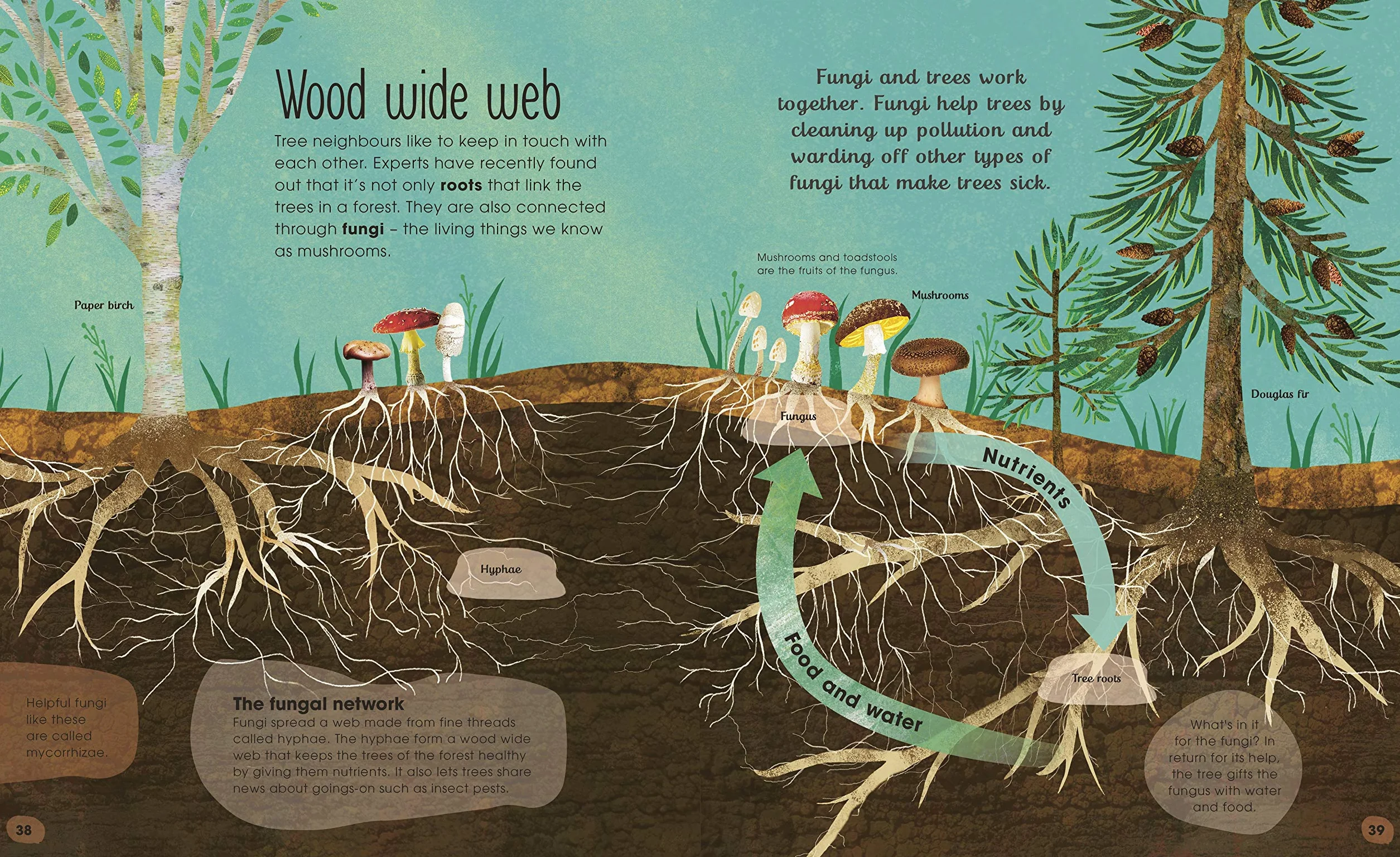RHS The Magic and Mystery of Trees (The Magic and Mystery of Nature)