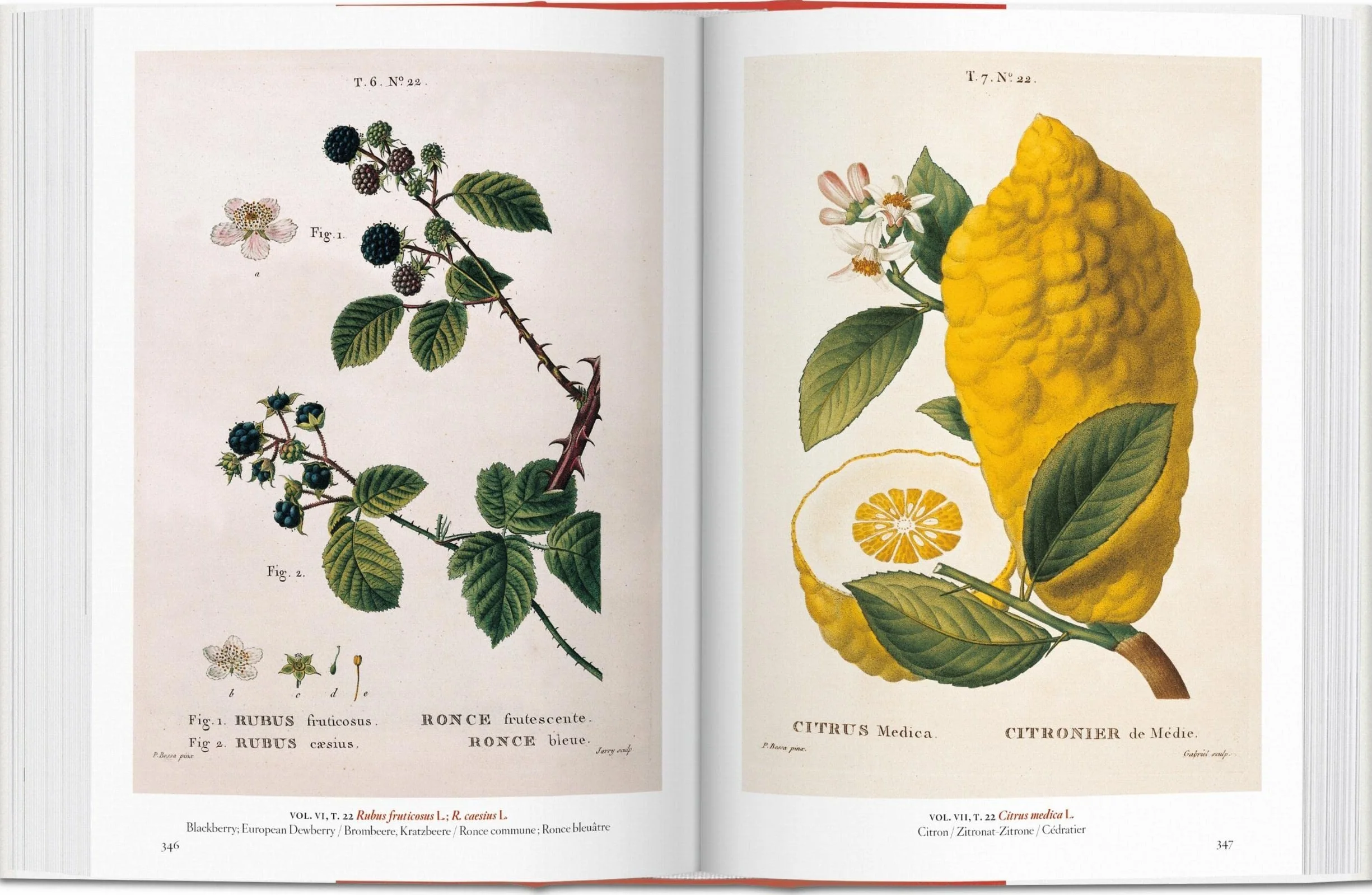 A Garden Eden: Masterpieces of Botanical Illustration: Masterpieces of Botanical Illustration. 45th Ed.